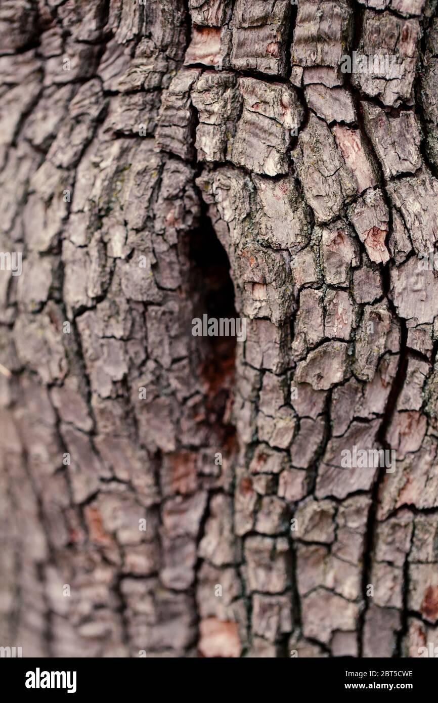 Natural wooden texture background. Closeup macro of old aged tree bark. Abstract oak tree nature backdrop or wallpaper. Unusual pattern surface with c Stock Photo