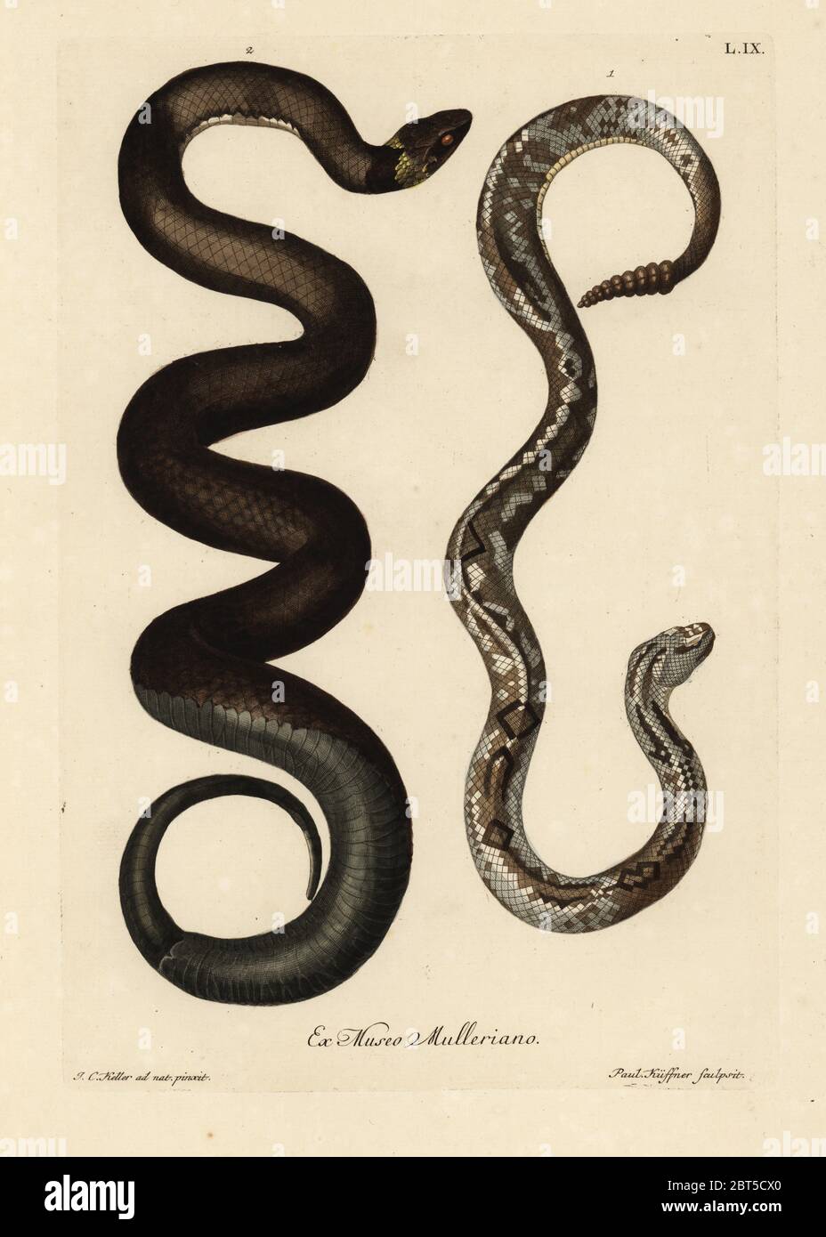 South American rattlesnake, Crotalus durissis, and snake from Boston, New  England. Handcoloured copperplate engraving by Paul Kuffner after an  illustration from nature by Johann Christoph Keller from Georg Wolfgang  Knorr's Deliciae Naturae