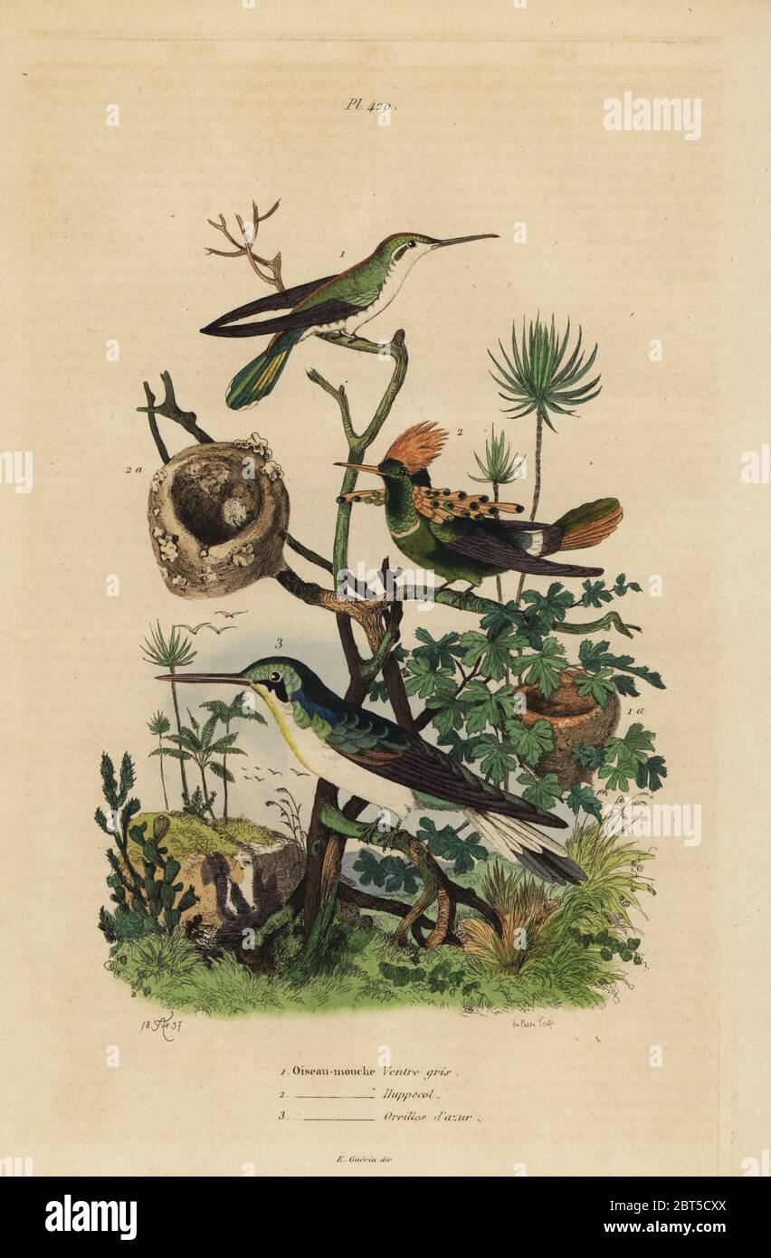 Rufous tailed hummingbird, Amazilia tzacatl, Tufted coquette, Lophornis ornatus, and black-eared fairy, Heliothryx auritus Oiseau-mouche ventre gris, huppe col, oreilles d'azur. Handcoloured steel engraving by du Casse after an illustration by Adolph Fries . from Felix-Edouard Guerin-Meneville's Dictionnaire Pittoresque d'Histoire Naturelle (Picturesque Dictionary of Natural History), Paris, 1834-39. Stock Photo