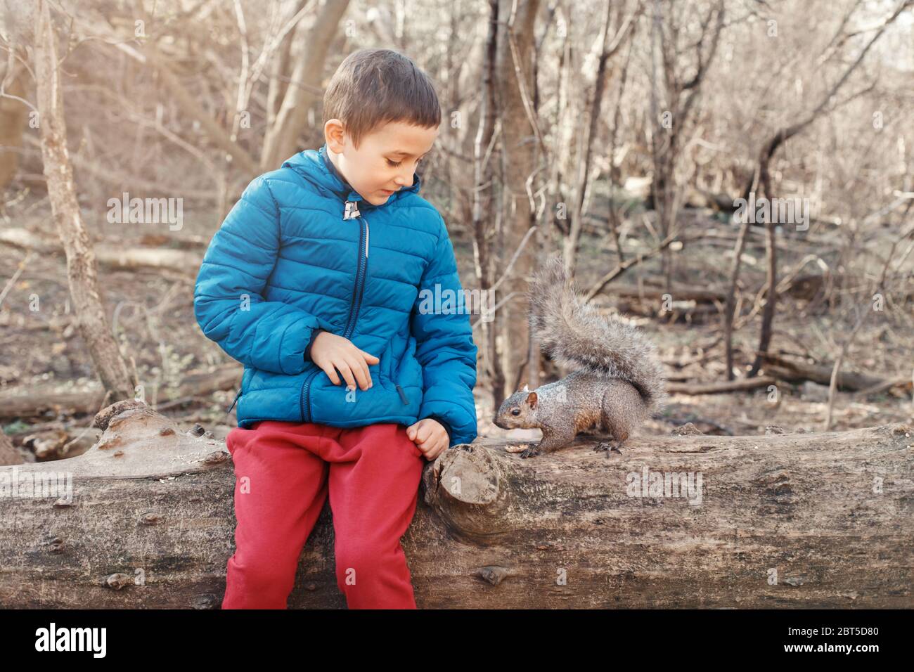 Cute Caucasian boy feeding grey squirrel in park. Adorable little kid giving food nuts to wild animal in forest. Child learning studying wild nature a Stock Photo