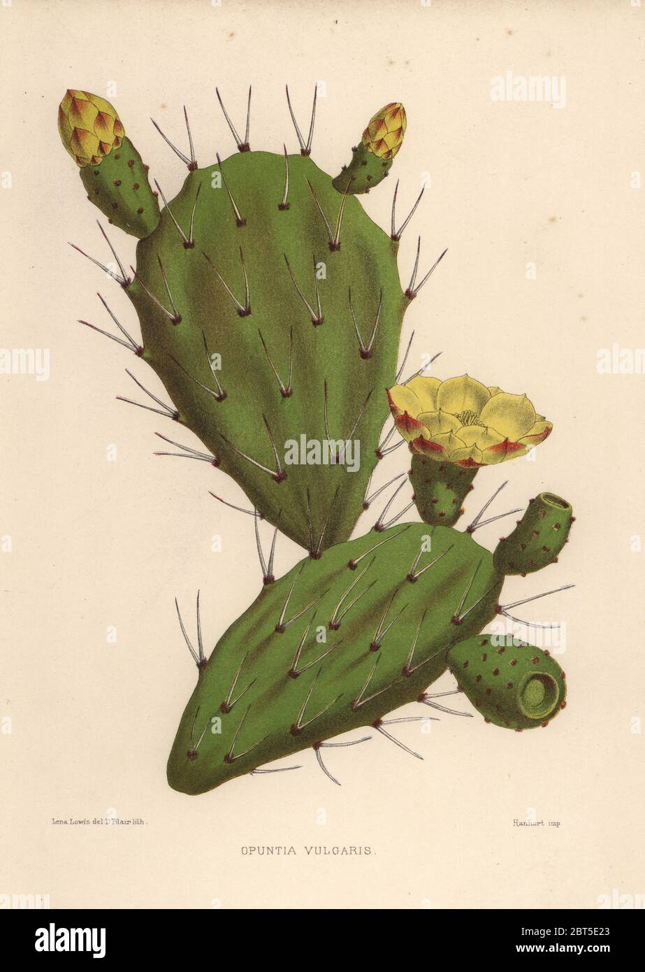 Eastern prickly pear, Opuntia ficus-indica (Opuntia vulgaris). Handcoloured lithograph by D. Blair after an illustration by Lena Lowis from her Familiar Indian Flowers with Coloured Plates, L. Reeve, London, 1878. Lena Lowis, formerly Selena Caroline Shakespear (1845-1919), was a British woman artist who traveled to India with her husband Lt.-Col. Ninian Lowis. Stock Photo