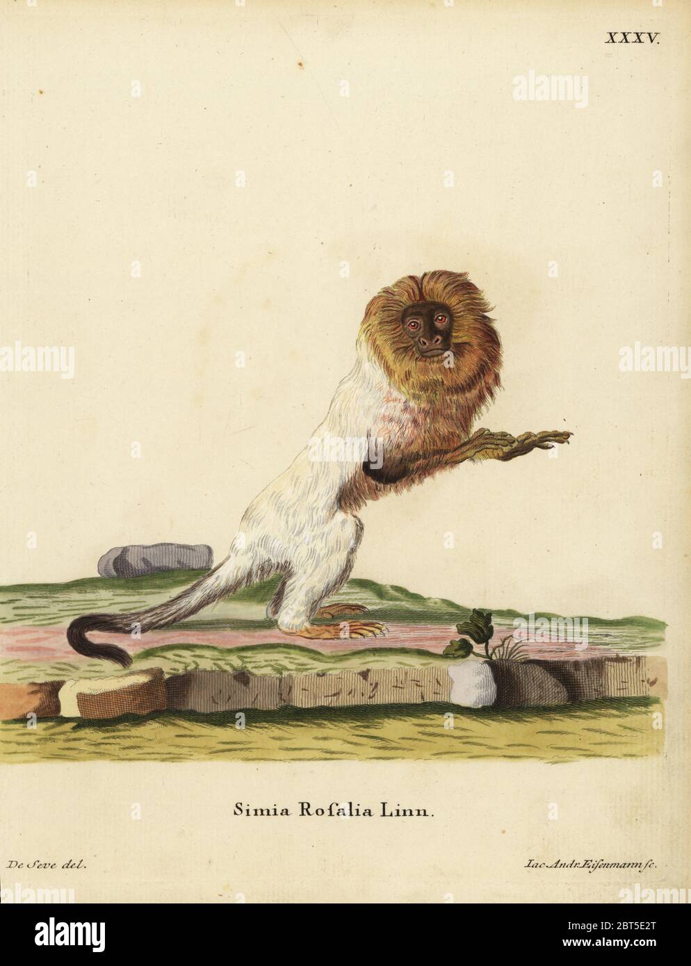 Golden lion tamarin or golden marmoset, Leontopithecus rosalia. Endangered. Simia rosalia Linn. Handcoloured copperplate engraving by Jakob Andreas Eisenmann after an illustration by Jacques de Seve from Johann Christian Daniel Schreber's Animal Illustrations after Nature, or Schreber's Fantastic Animals, Erlangen, Germany, 1775. Stock Photo