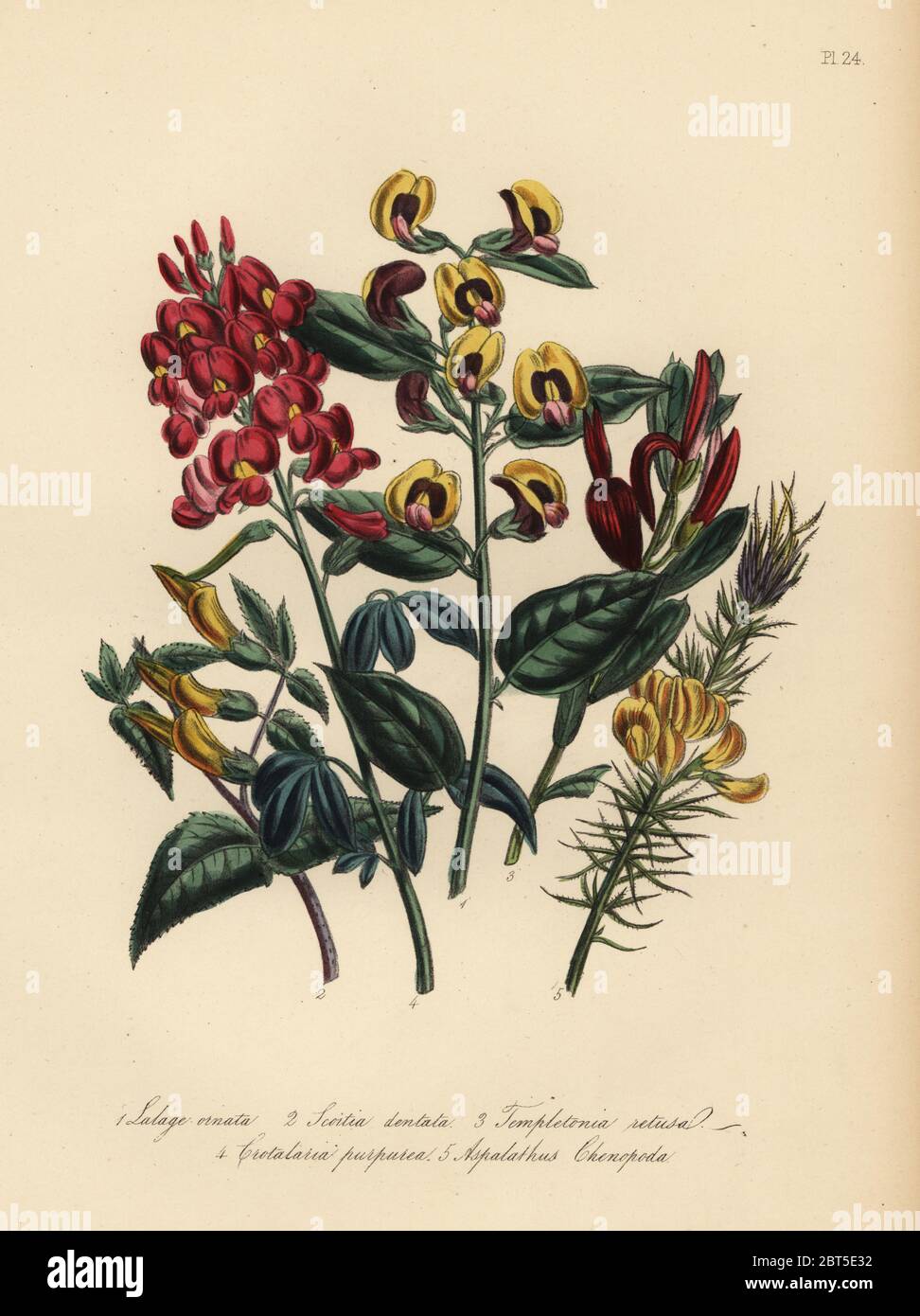 Ornamental lalage, Lalage ornata, tooth-leaved scottia, Scottia dentata, retuse-leaved templetonia, Templetonia retusa, purple crotalaria, Crotalaria purpurea, and goose-foot aspalathus, Aspalathus chenopoda. Handfinished chromolithograph by Henry Noel Humphreys after an illustration by Jane Loudon from Mrs. Jane Loudon's Ladies Flower Garden or Ornamental Greenhouse Plants, William S. Orr, London, 1849. Stock Photo