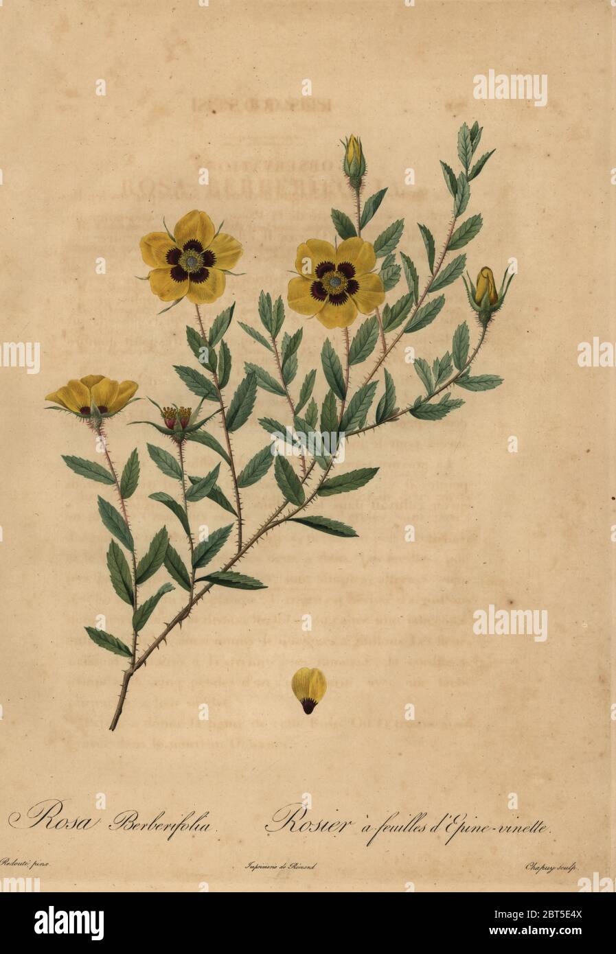 Yellow rose, Rosa berberifolia, Rosier a feuilles depine-vinette. Rosa persica var. berberifolia. Stipple copperplate engraving by Jean Baptiste Chapuy handcoloured a la poupee after a botanical illustration by Pierre-Joseph Redoute from the first folio edition of Les Roses, Firmin Didot, Paris, 1817. Stock Photo