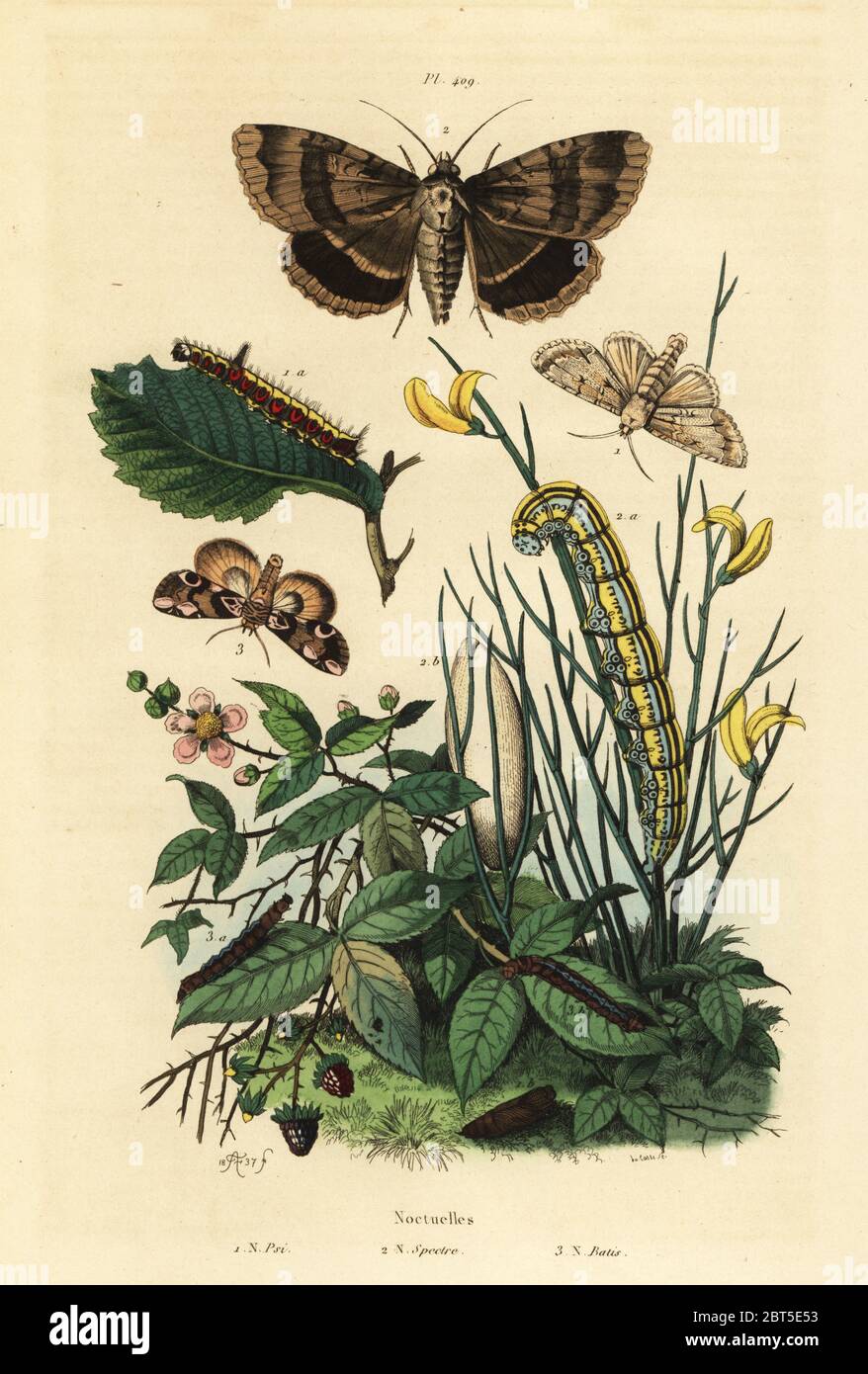 Grey dagger moth and larva, Acronicta psi 1, Apopestes spectrum moth and larva 2, peach blossom moth and caterpillar, Thyatira batis 3. Noctuelles psi, spectre, batis. Handcoloured steel engraving by du Casse after an illustration by Adolph Fries from Felix-Edouard Guerin-Meneville's Dictionnaire Pittoresque d'Histoire Naturelle (Picturesque Dictionary of Natural History), Paris, 1834-39. Stock Photo