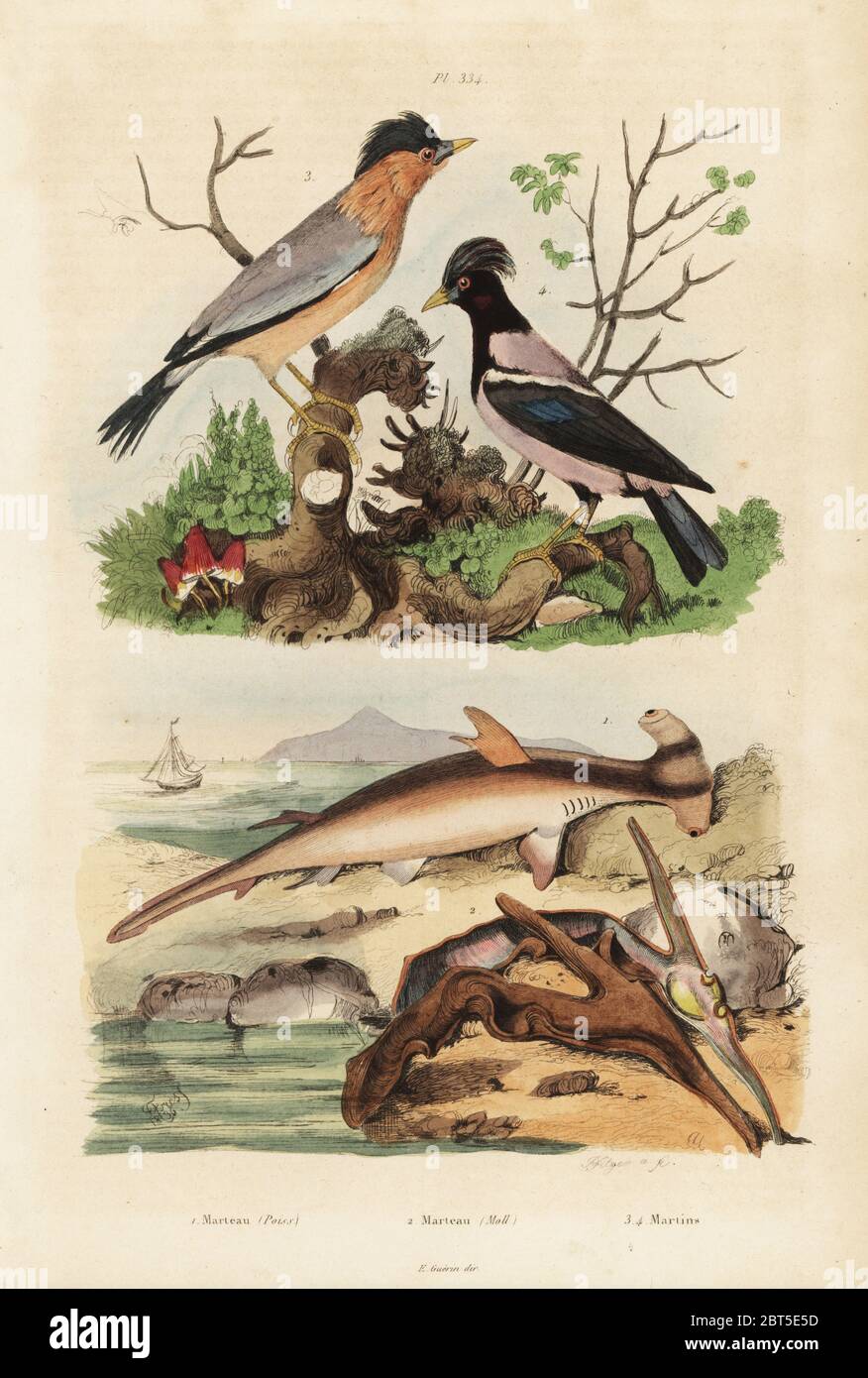 Smooth hammerhead, Sphyrna malleus 1, hammer oyster, Malleus malleus 2, brahminy myna, Sturnia pagodarum 3 and rosy starling, Pastor roseus 4. Marteau (poiss), Marteau (moll), martins. Handcoloured steel engraving by Pfitzer after an illustration by Adolph Fries from Felix-Edouard Guerin-Meneville's Dictionnaire Pittoresque d'Histoire Naturelle (Picturesque Dictionary of Natural History), Paris, 1834-39. Stock Photo