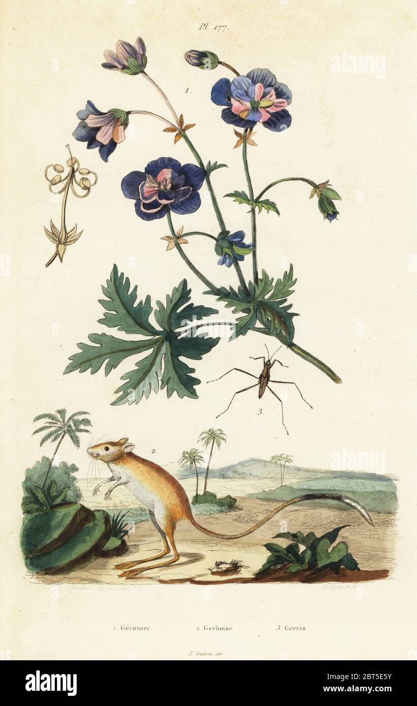 Meadow geranium, Geranium pratense 1, greater Egyptian gerbil, Gerbillus pyramidum 2 and water strider, Aquarius paludum 3. Geranier, Gerboise, Gerris. Handcoloured steel engraving by Pfitzer after an illustration by A. Carie Baron from Felix-Edouard Guerin-Meneville's Dictionnaire Pittoresque d'Histoire Naturelle (Picturesque Dictionary of Natural History), Paris, 1834-39. Stock Photo