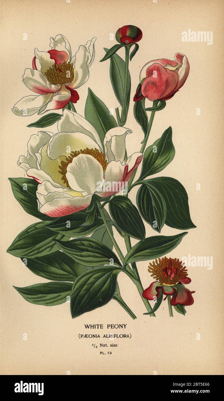 White peony, Paeonia lactiflora (Paeonia albiflora). Chromolithograph from an illustration by Desire Bois from Edward Steps Favourite Flowers of Garden and Greenhouse, Frederick Warne, London, 1896. Stock Photo