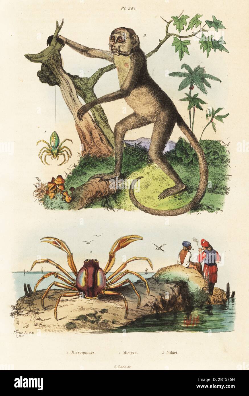 Green huntsman spider, Micromatta virescens 1, light blue soldier crab, Mictyris longicarpus 2, and critically endangered northern muriqui, Brachyteles hypoxanthus 3. Micrommate, Mictyre, Mikiri. Handcoloured steel engraving after an illustration by Adolph Fries from Felix-Edouard Guerin-Meneville's Dictionnaire Pittoresque d'Histoire Naturelle (Picturesque Dictionary of Natural History), Paris, 1834-39. Stock Photo
