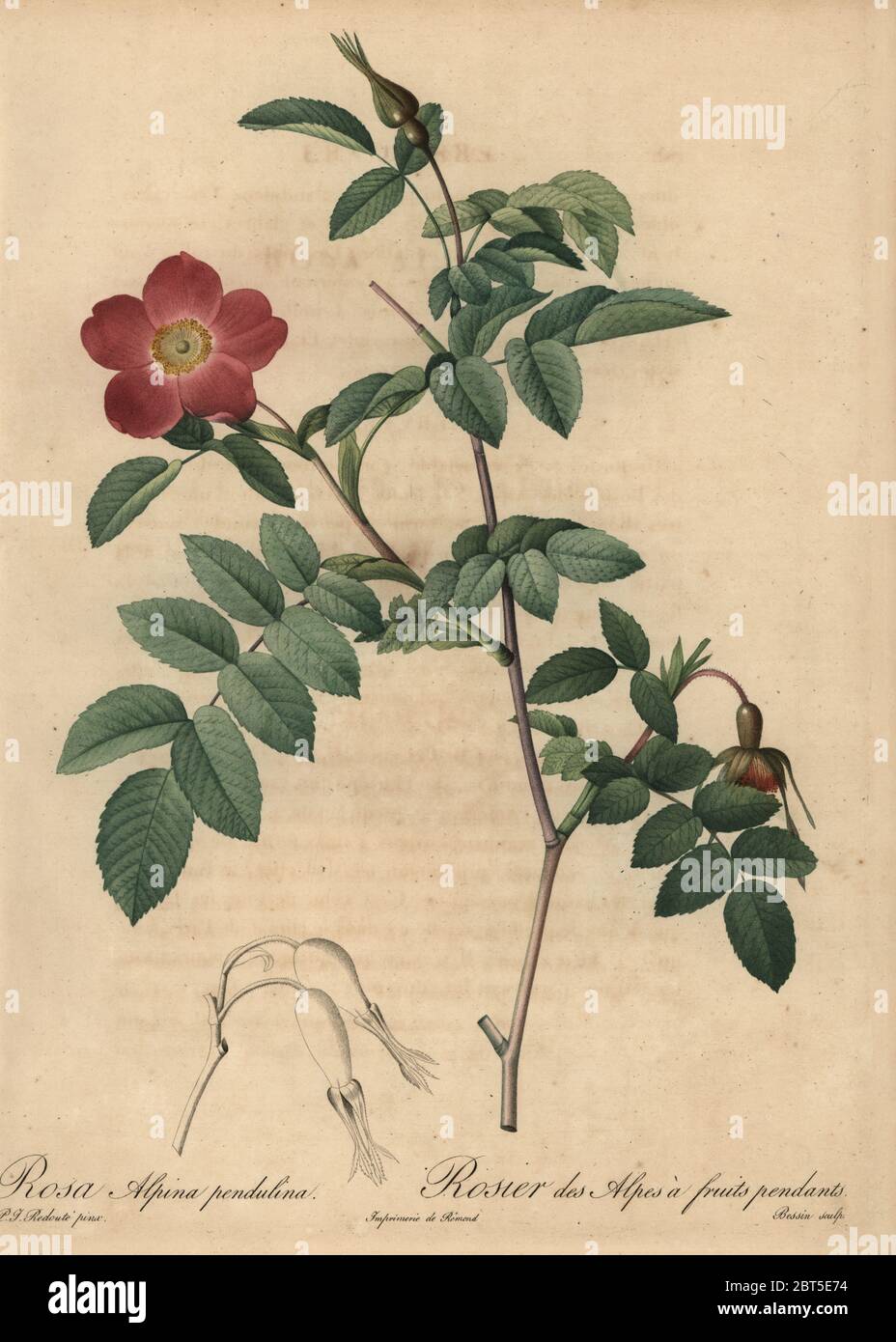 Scarlet alpine rose, Rosa pendulina. Rosa alpina pendulina, Rosier des Alpes a fruits pendants. Stipple copperplate engraving by Rosine-Antoinette Bessin handcoloured a la poupee after a botanical illustration by Pierre-Joseph Redoute from the first folio edition of Les Roses, Firmin Didot, Paris, 1817. Stock Photo
