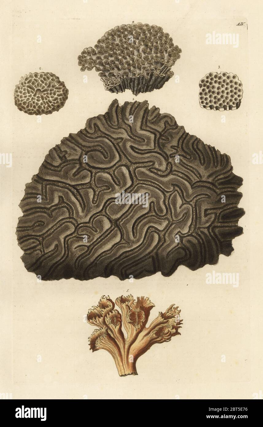 Stony corals: Diploria labyrinthiformis 1, Madrepora favosa 2, Madrepora astroites 3, Galaxea fascicularis 4, Amaranthus saxea 5. (Madrepora labyrinthiformis, Madrepora favosa, Madrepora astroites, Madrepora fascicularis, Amaranthus saxea). Handcoloured copperplate engraving from Georg Wolfgang Knorr's Deliciae Naturae Selectae of Kabinet van Zeldzaamheden der Natuur, Blusse and Son, Nuremberg, 1771. Specimens from a Wunderkammer or Cabinet of Curiosities. Stock Photo