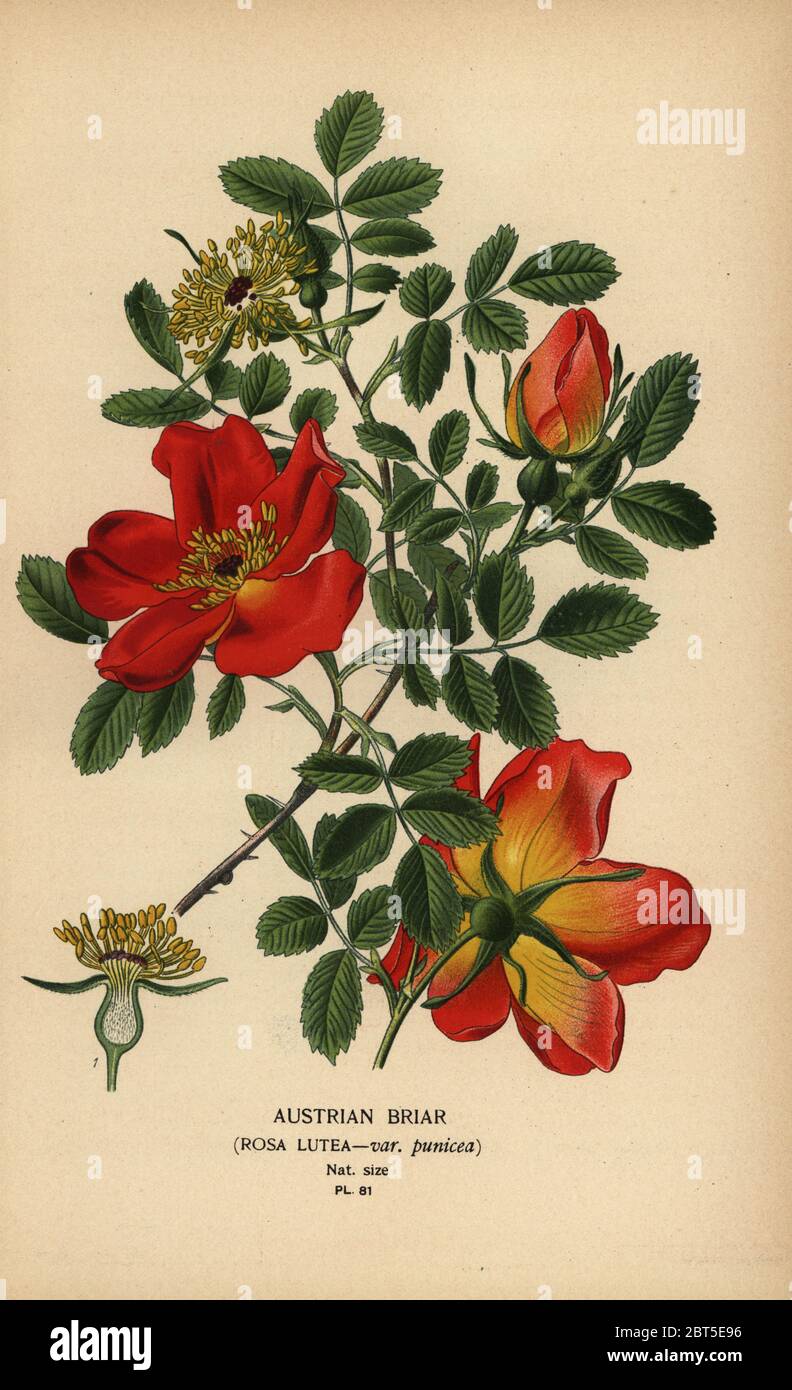 Austrian briar rose hi-res stock photography and images - Alamy