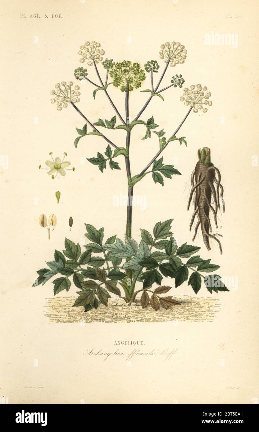 Garden angelica or wild celery, Angelica archangelica, Archangelica officinalis, Angelique. Handcoloured steel engraving by Oudet after a botanical illustration by Edouard Maubert from Pierre Oscar Reveil, A. Dupuis, Fr. Gerard and Francois Herincqs La Regne Vegetal: Planets Agricoles et Forestieres, L. Guerin, Paris, 1864-1871. Stock Photo
