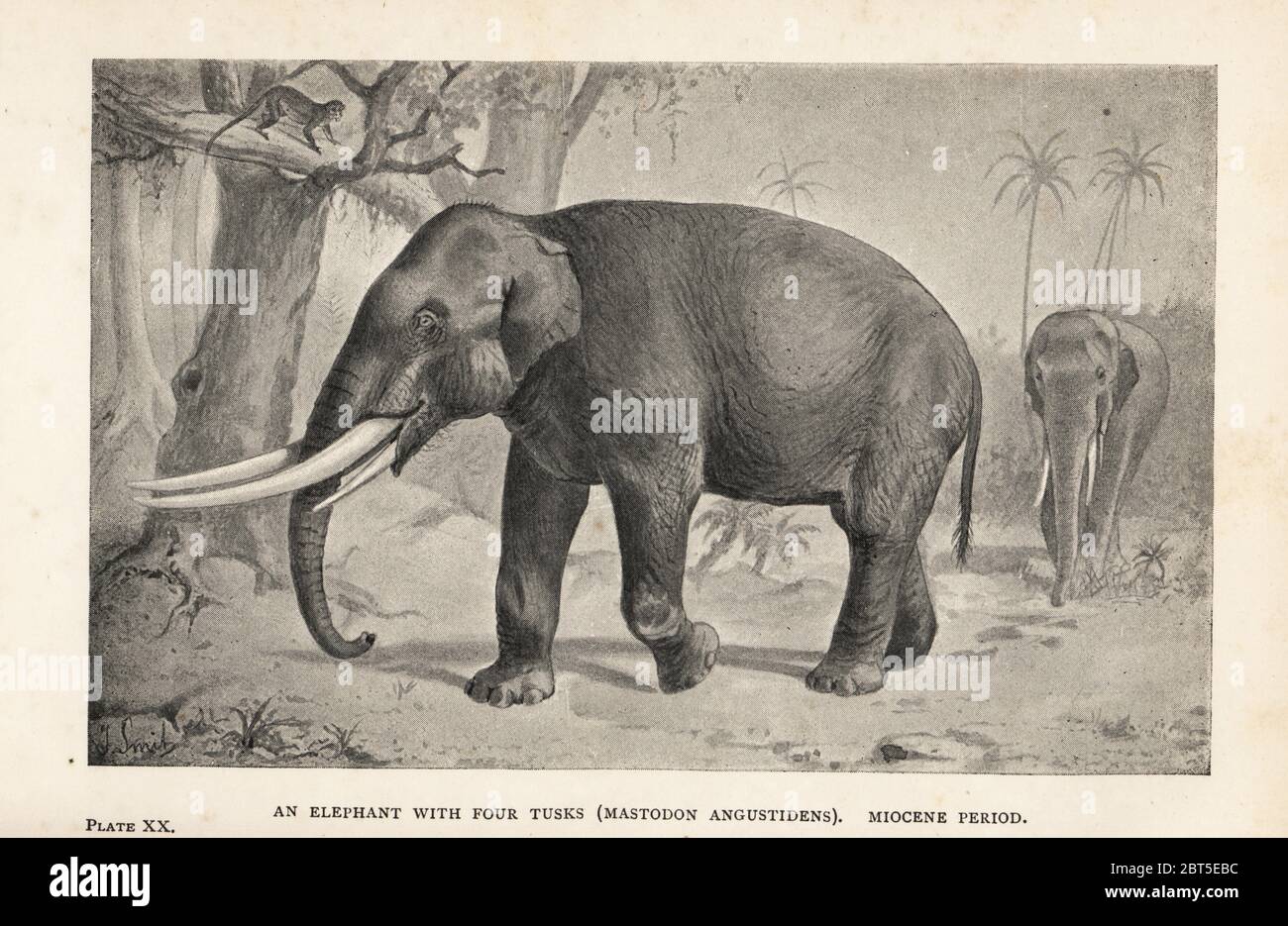 Reconstruction of an extinct elephant with four tusks, Gomphotherium angustidens (Mastodon angustidens), Miocene Period. Print after an illustration by Joseph Smit from Henry Neville Hutchinsons Creatures of Other Days, Popular Studies in Palaeontology, Chapman and Hall, London, 1896. Stock Photo