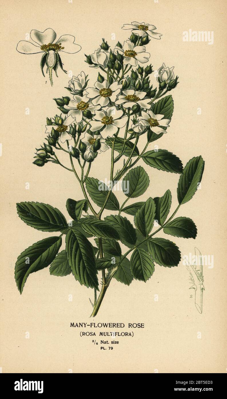 Many-flowered rose, Rosa multiflora. Chromolithograph from an illustration by Desire Bois from Edward Steps Favourite Flowers of Garden and Greenhouse, Frederick Warne, London, 1896. Stock Photo