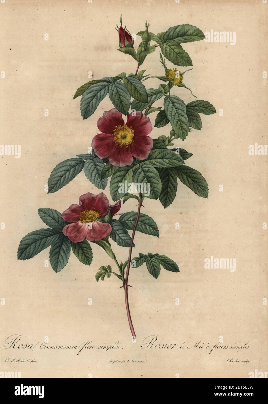 Cinnamon rose, Rosa majalis. Rosa cinnamomea flore simplica, Rosier de Mai a fleurs simples. Stipple copperplate engraving by Jean Louis Auguste Charlin handcoloured a la poupee after a botanical illustration by Pierre-Joseph Redoute from the first folio edition of Les Roses, Firmin Didot, Paris, 1817. Stock Photo
