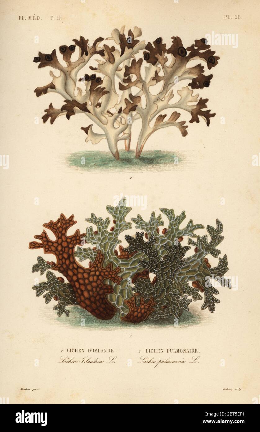 Iceland moss, Cetraria islandica, Lichen dIslande, and tree lungwort, Lobaria pulmonaria, Lichen pulmonaire. Handcoloured steel engraving by Debray after a botanical illustration by Edouard Maubert from Pierre Oscar Reveil, A. Dupuis, Fr. Gerard and Francois Herincqs La Regne Vegetal: Flore Medicale, L. Guerin, Paris, 1864-1871. Stock Photo