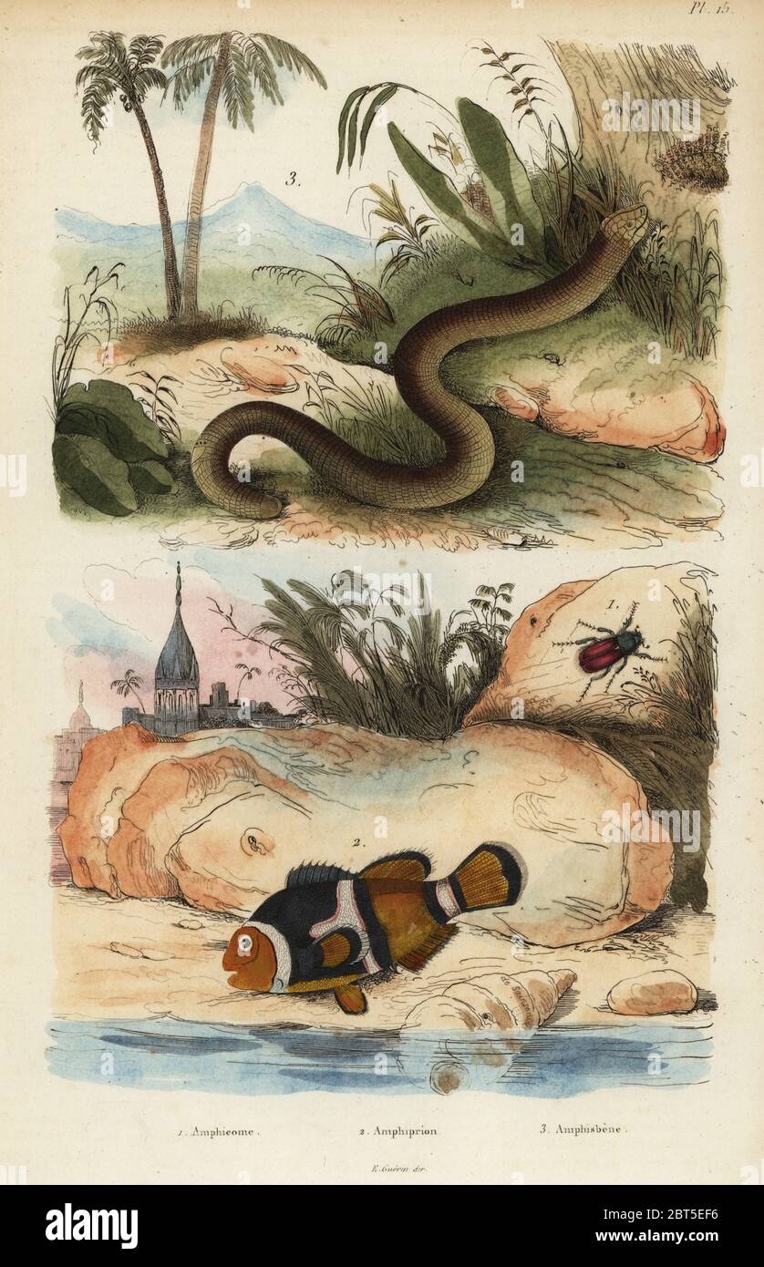 Amphicoma scullelata 1, saddleback clownfish, Amphiprion polymnus 2 and white worm lizard, Amphisbaena alba 3. Amphiprion laticlavius Amphicome, Amphiprion, Amphisbene. Handcoloured steel engraving by du Casse after an illustration by Adolph Fries from Felix-Edouard Guerin-Meneville's Dictionnaire Pittoresque d'Histoire Naturelle (Picturesque Dictionary of Natural History), Paris, 1834-39. Stock Photo