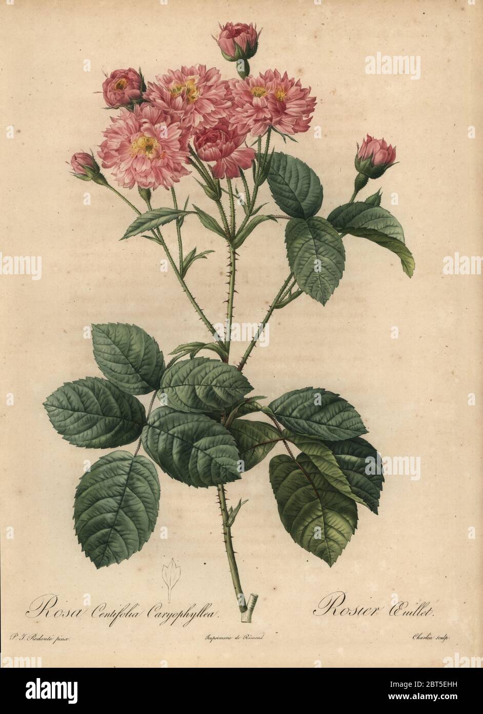 Pink carnation-petal cabbage rose, Rosa centifolia caryophyllea, Rosier oeuillet. Stipple copperplate engraving by Jean Louis Auguste Charlin handcoloured a la poupee after a botanical illustration by Pierre-Joseph Redoute from the first folio edition of Les Roses, Firmin Didot, Paris, 1817. Stock Photo