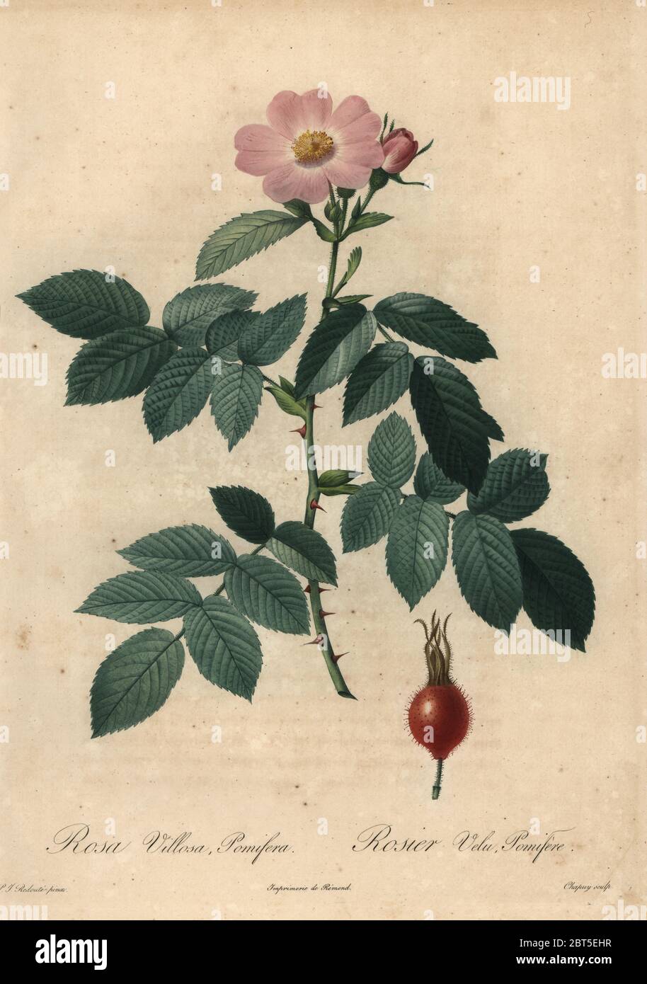 Pink apple rose, Rosa villosa. Rosa villosa var. pomifera, Rosier Velu Pomifere. Stipple copperplate engraving by Jean Baptiste Chapuy handcoloured a la poupee after a botanical illustration by Pierre-Joseph Redoute from the first folio edition of Les Roses, Firmin Didot, Paris, 1817. Stock Photo
