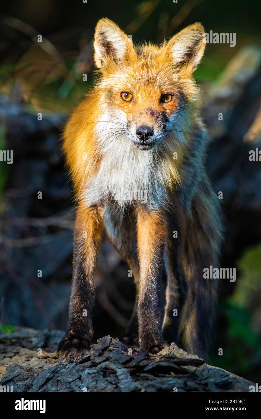 Portrait of cute wild fox in the forest hunting around Stock Photo - Alamy