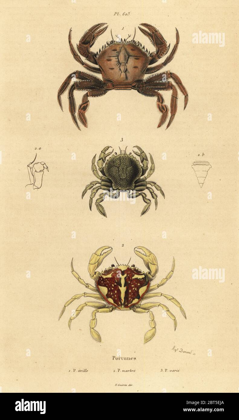 Velvet crab, Necora puber 1, marbled swimming crab, Liocarcinus marmoreus 2, and Pennants swimming crab, Portumnus latipes 3. Portunes: etrille, marbre, varie. Handcoloured steel engraving by du Casse after an illustration by Adolph Fries from Felix-Edouard Guerin-Meneville's Dictionnaire Pittoresque d'Histoire Naturelle (Picturesque Dictionary of Natural History), Paris, 1834-39. Stock Photo