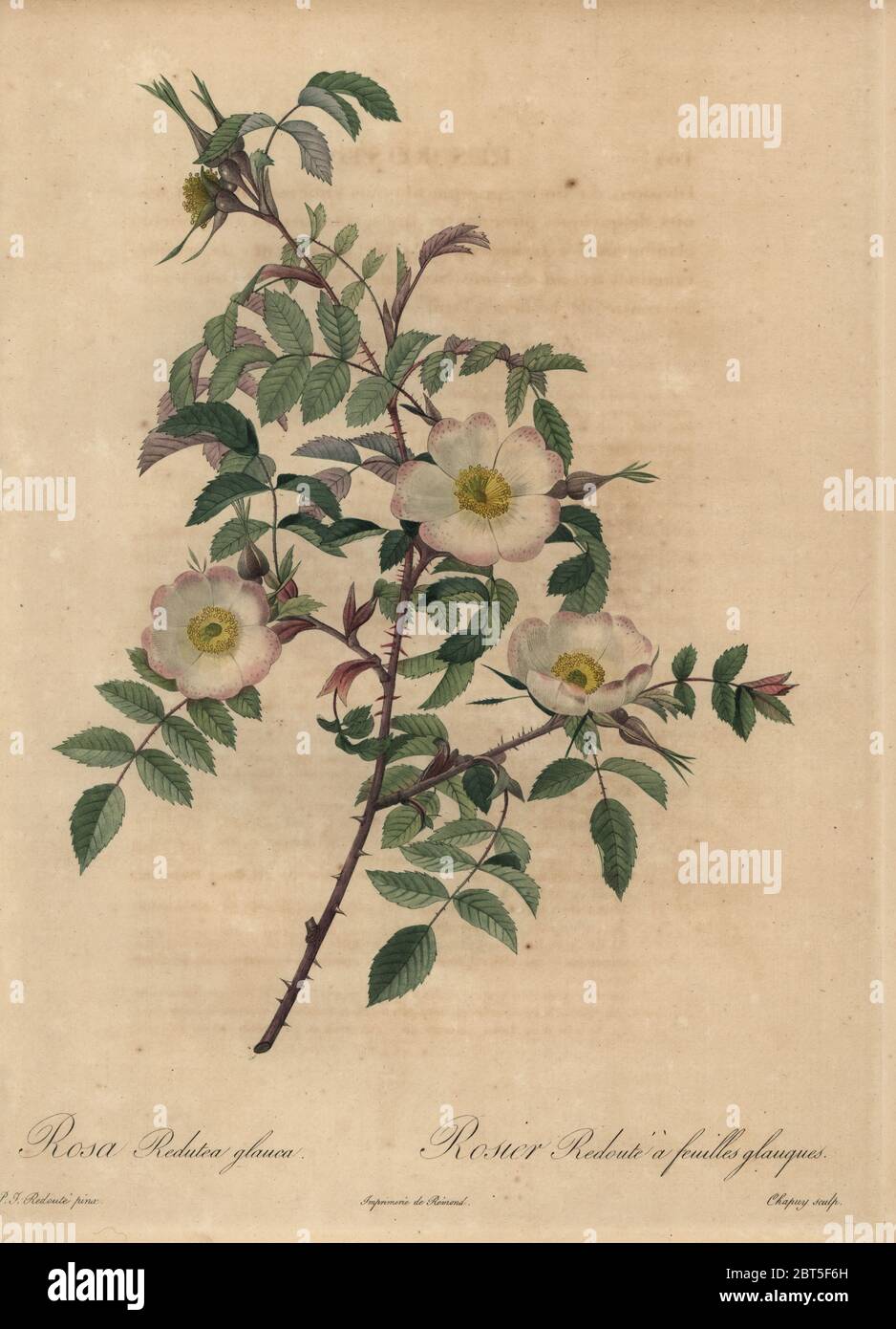 White and pink rose, Rosa redutea glauca, Rosier Redoute a feuilles glauques. Stipple copperplate engraving by Jean Baptiste Chapuy handcoloured a la poupee after a botanical illustration by Pierre-Joseph Redoute from the first folio edition of Les Roses, Firmin Didot, Paris, 1817. Stock Photo