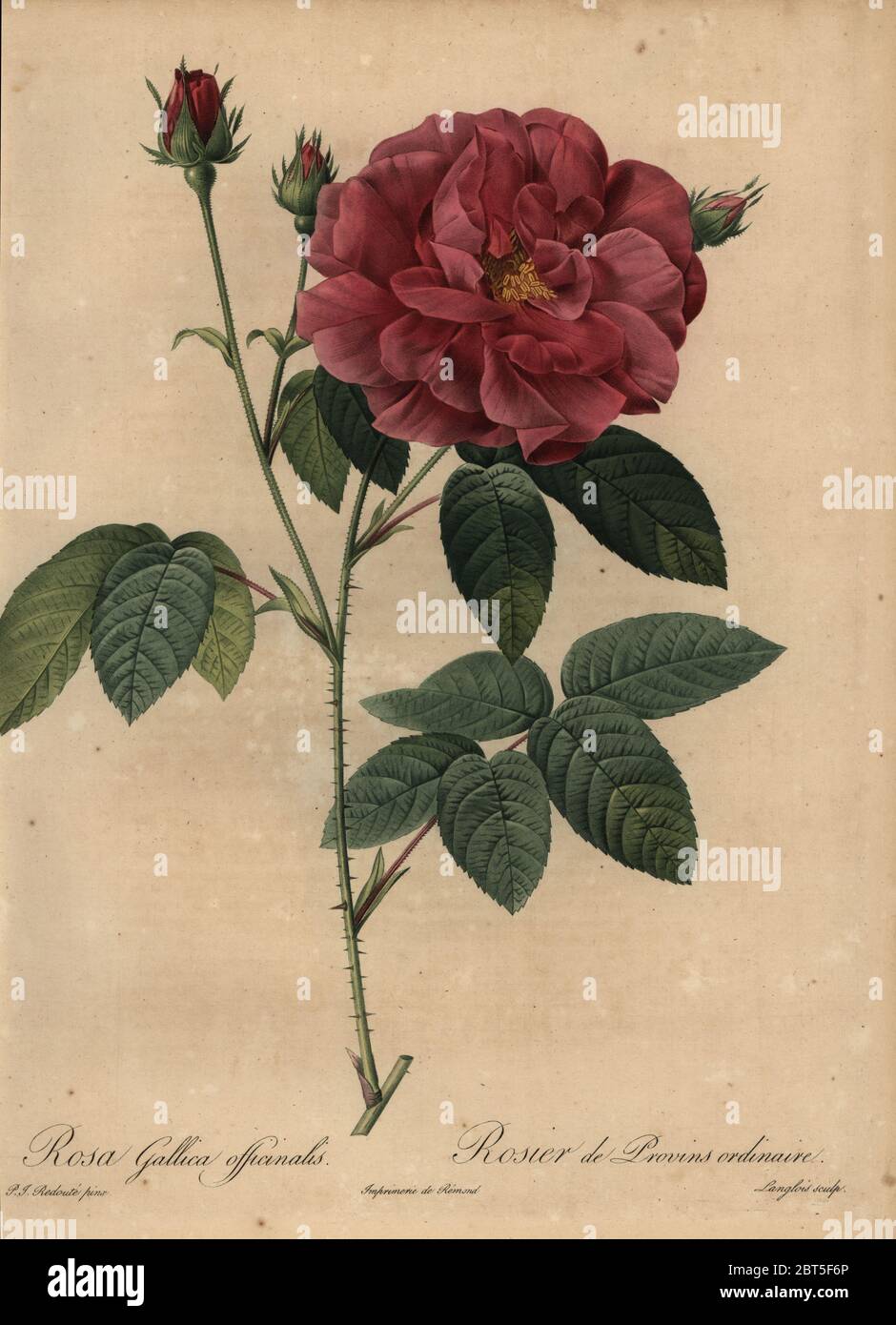Crimson French rose or rose of Provins, Rosa gallica officinalis, Rosier de Provins ordinaire. Stipple copperplate engraving by Pierre Gabriel Langlois handcoloured a la poupee after a botanical illustration by Pierre-Joseph Redoute from the first folio edition of Les Roses, Firmin Didot, Paris, 1817. Stock Photo