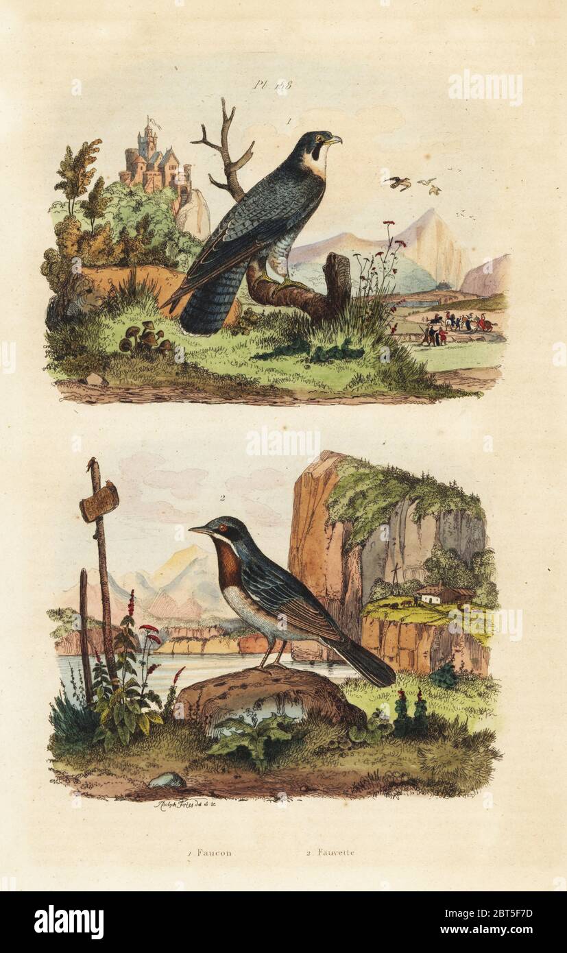 Merlin, Falco columbarius, and Moltoni's warbler, Sylvia subalpine. Handcoloured steel engraving engraved and drawn by Adolph Fries from Felix-Edouard Guerin-Meneville's Dictionnaire Pittoresque d'Histoire Naturelle (Picturesque Dictionary of Natural History), Paris, 1834-39. Stock Photo