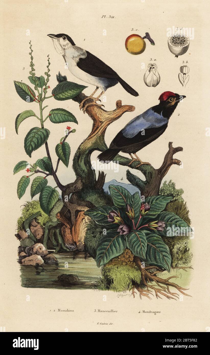 White-ruffed manakin, Corapipo altera, blue-backed manakin, Chiroxiphia pareola, manchineel tree, Hippomane mancinella, and mandrake, Mandragora officinarum. Handcoloured steel engraving by Pfitzer after an illustration by Adolph Fries from Felix-Edouard Guerin-Meneville's Dictionnaire Pittoresque d'Histoire Naturelle (Picturesque Dictionary of Natural History), Paris, 1834-39. Stock Photo