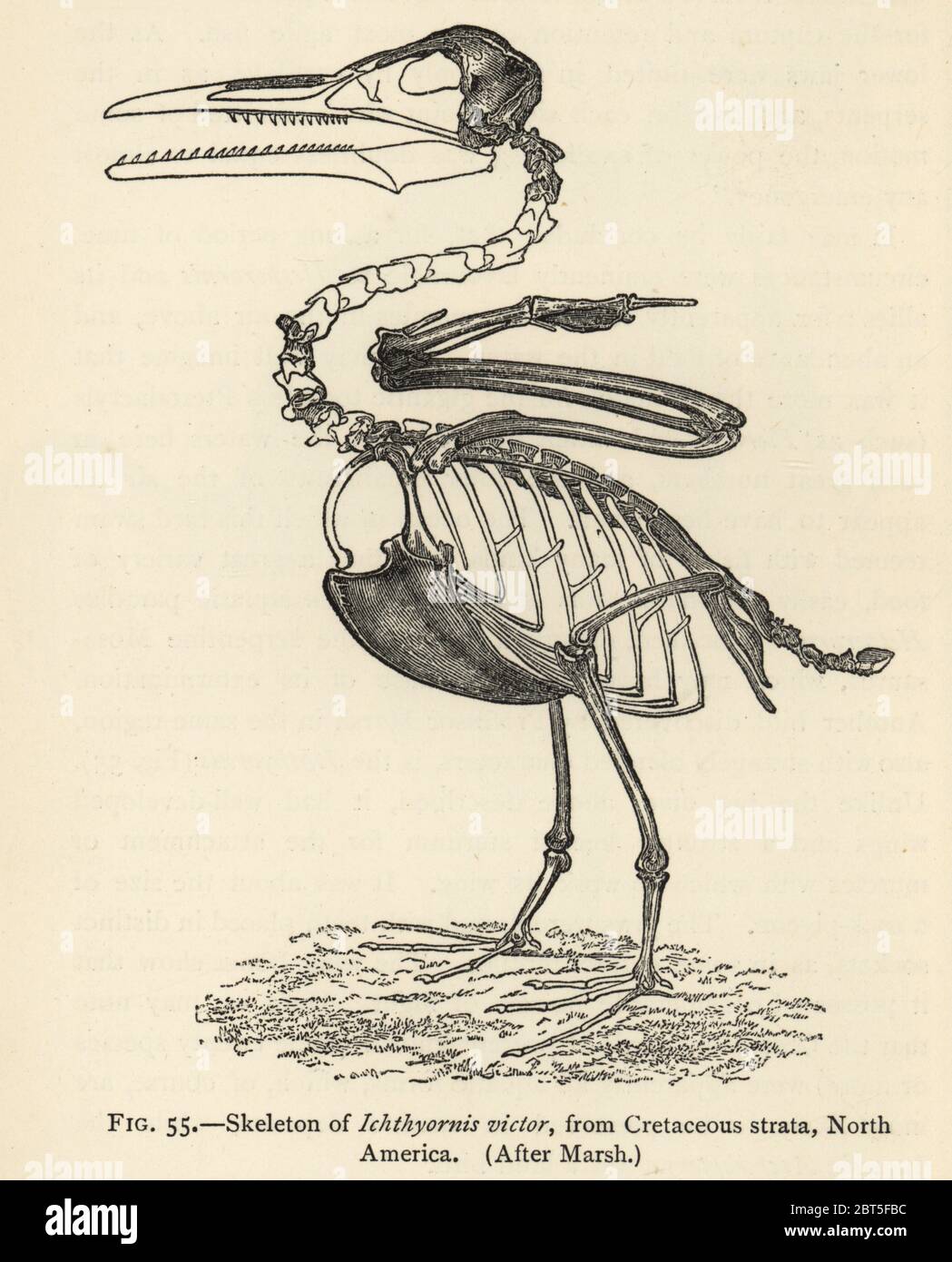 Skeleton of extinct Ichthyornis dispar (Ichthyornis victor), Cretaceous Strata, North America. After Othniel Charles Marsh. Illustration from Henry Neville Hutchinsons Creatures of Other Days, Popular Studies in Palaeontology, Chapman and Hall, London, 1896. Stock Photo