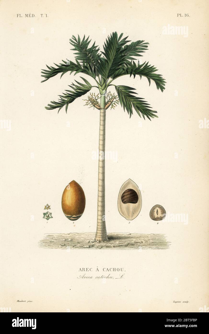 Areca nut palm tree, Areca catechu, Arec a cachou. Handcoloured steel engraving by Lagesse after a botanical illustration by Edouard Maubert from Pierre Oscar Reveil, A. Dupuis, Fr. Gerard and Francois Herincqs La Regne Vegetal: Flore Medicale, L. Guerin, Paris, 1864-1871. Stock Photo