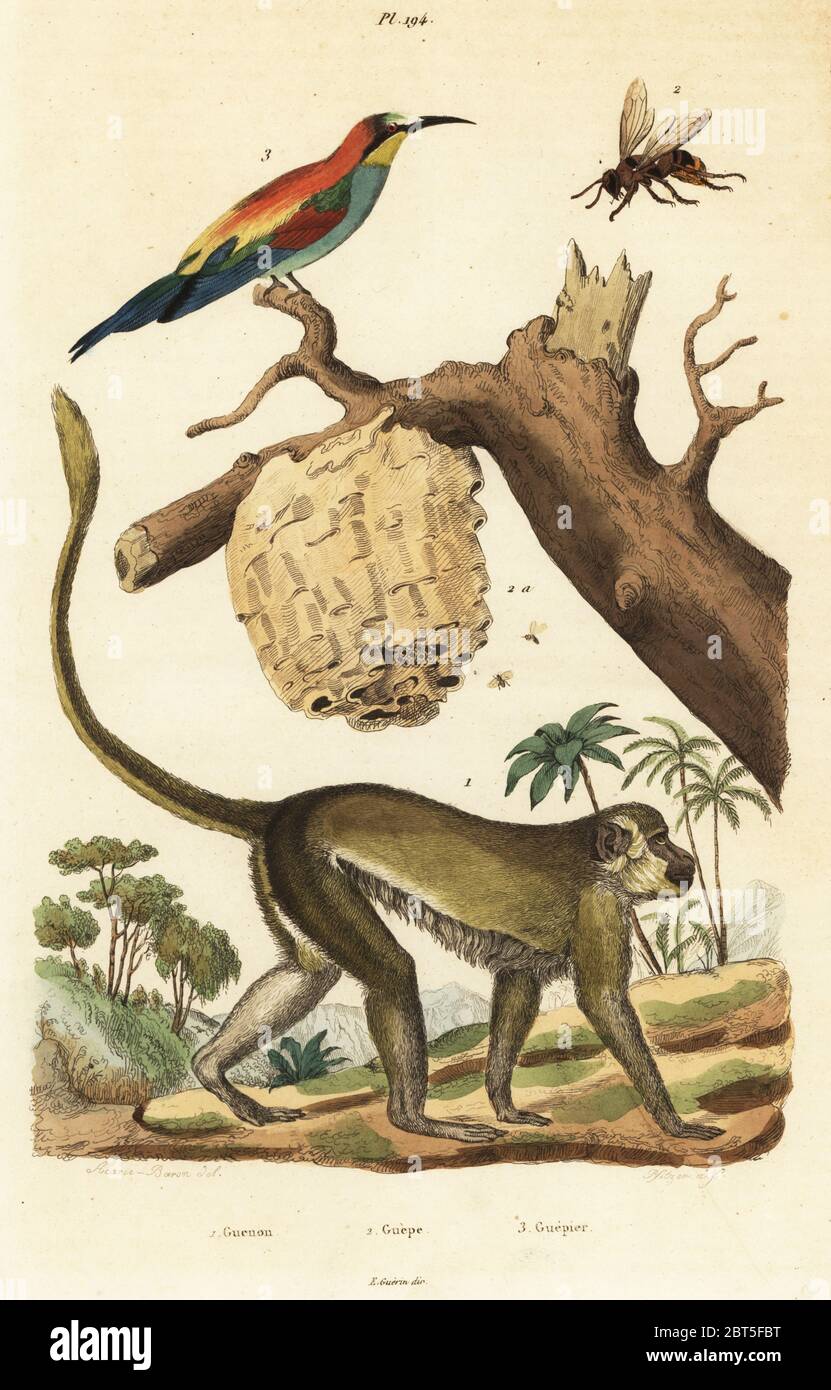 Green monkey, Chlorocebus sabaeus 1, European hornet and nest, Vespa crabro 2, and European bee-eater, Merops apiaster 3. Guenon, Guepe, Guepier. Handcoloured steel engraving by Pfitzer after an illustration by A. Carie Baron from Felix-Edouard Guerin-Meneville's Dictionnaire Pittoresque d'Histoire Naturelle (Picturesque Dictionary of Natural History), Paris, 1834-39. Stock Photo