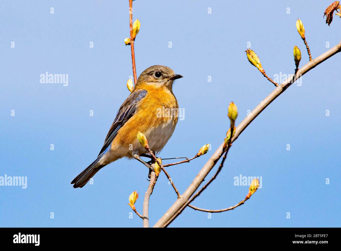 Bluebird portrait close up in spring time at day Stock Photo