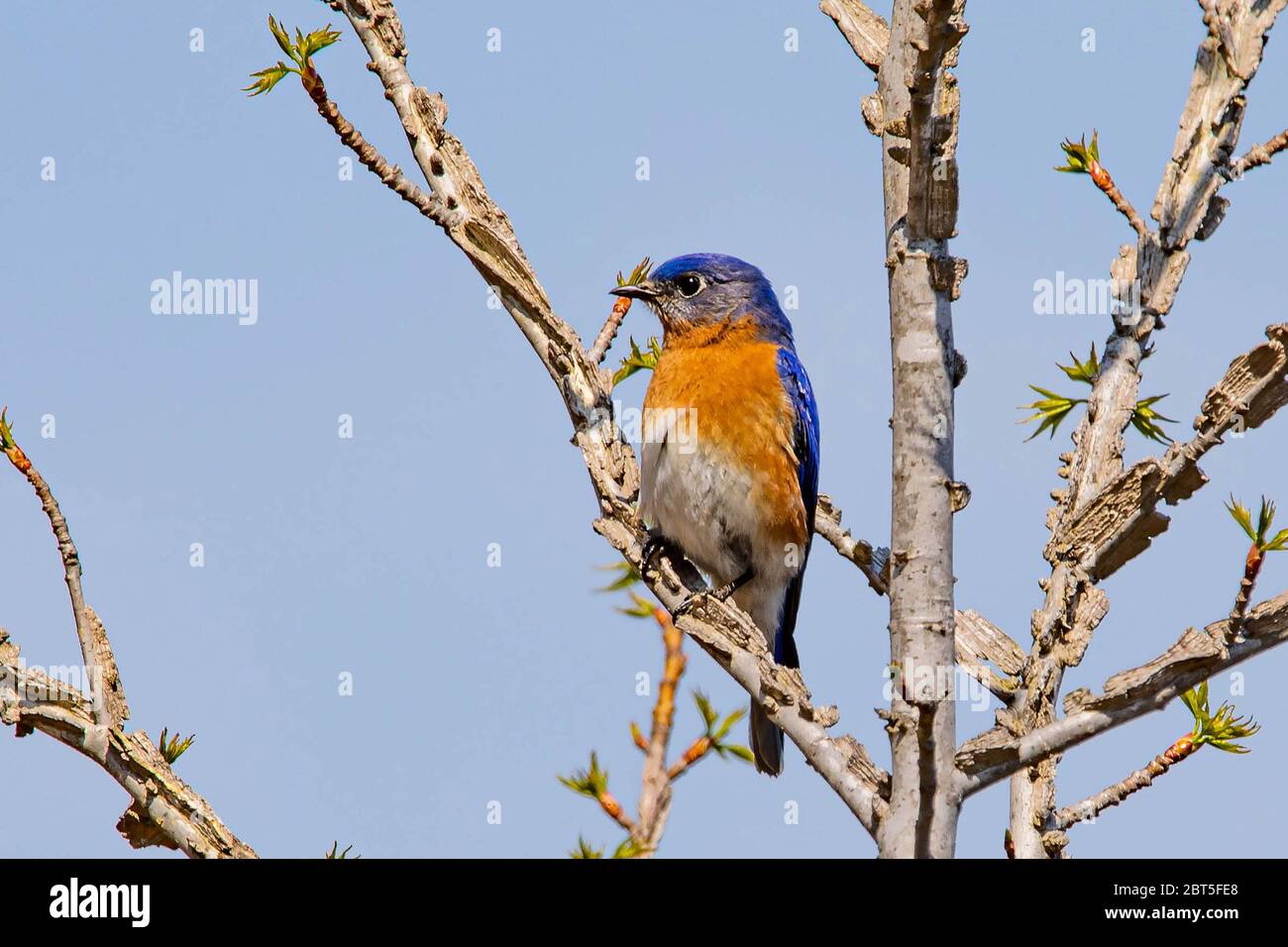 Bluebird portrait close up in spring time at day Stock Photo