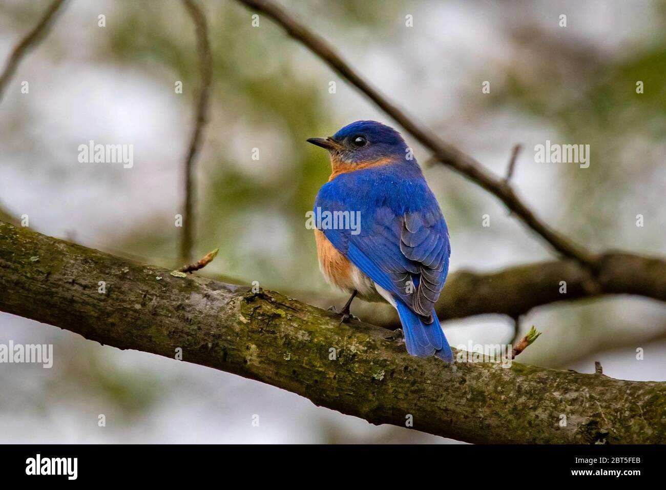 Bluebird portrait close up in spring time at day Stock Photo