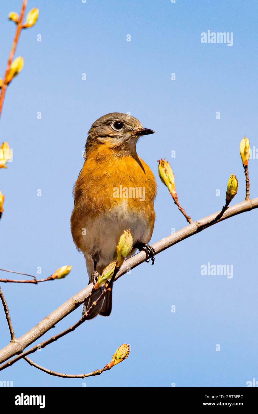 Bluebird portrait close up in spring time at day Stock Photo