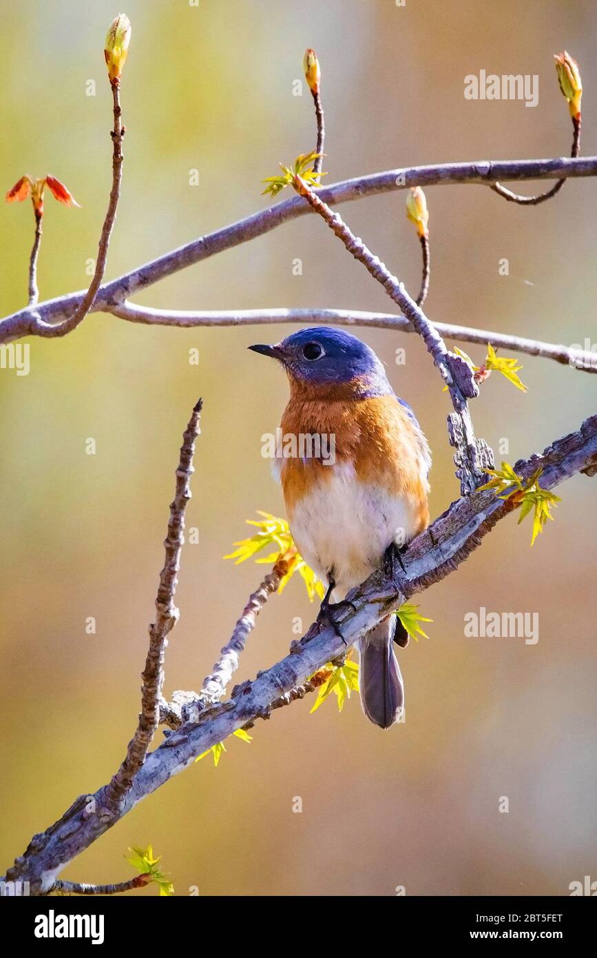 Bluebird portrait close up in spring time at day Stock Photo