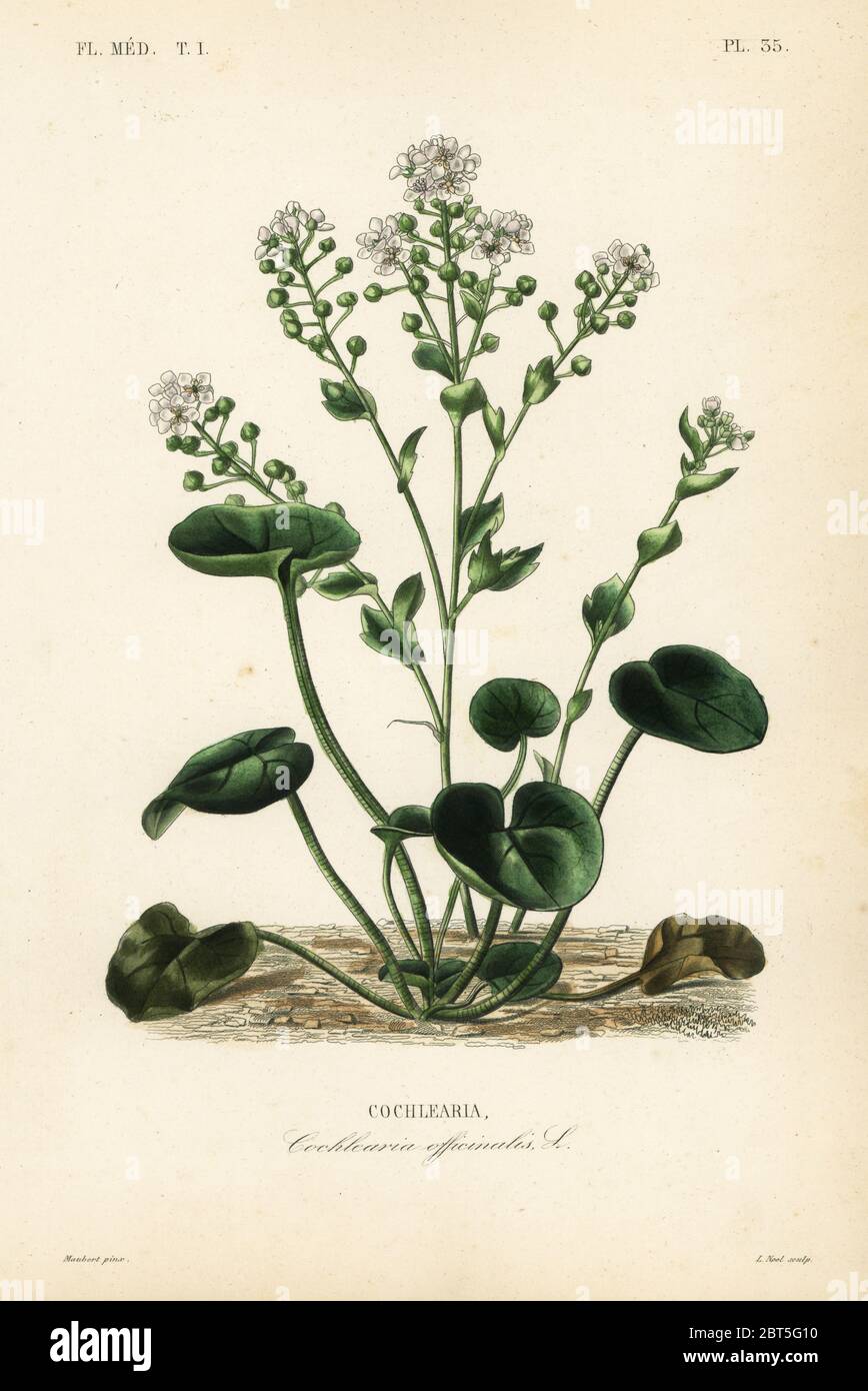 Common scurvygrass or spoonwort, Cochlearia officinalis, Cochlearia. Handcoloured steel engraving by Alphonse-Leon Noel after a botanical illustration by Edouard Maubert from Pierre Oscar Reveil, A. Dupuis, Fr. Gerard and Francois Herincqs La Regne Vegetal: Flore Medicale, L. Guerin, Paris, 1864-1871. Stock Photo