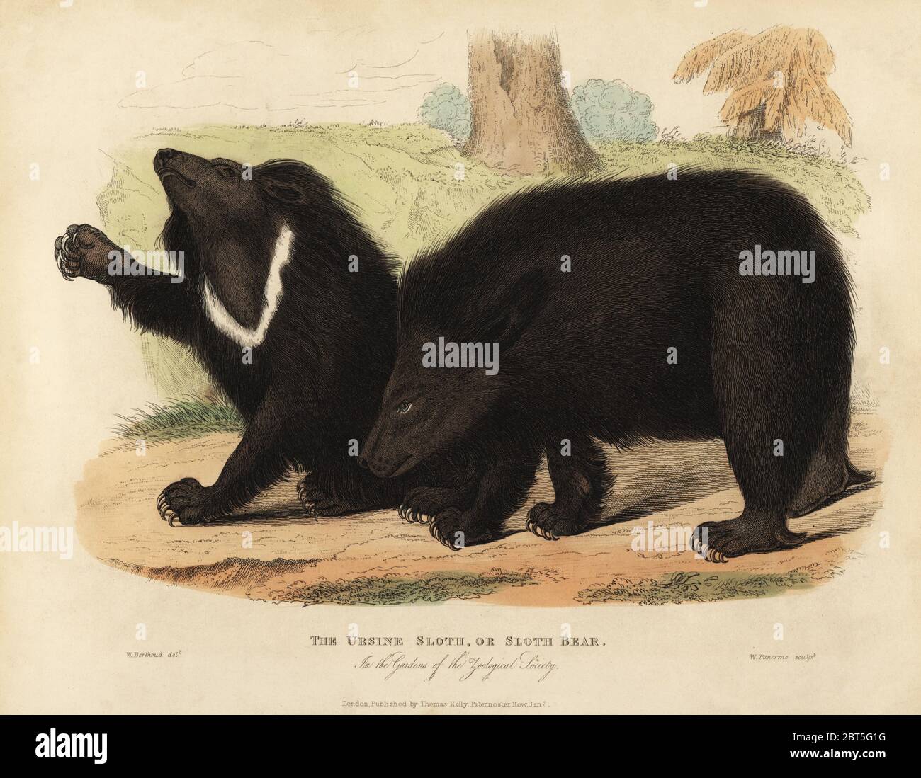 Sloth bear, Melursus ursinus. Vulnerable. The Ursine Sloth in the Gardens of the Zoological Society. Handcoloured copperplate engraved by W. Panormo after an illustration by W. Berthoud from William Smellies translation of Count Georges Buffons History of the Earth and Animated Nature, Thomas Kelly, London, 1829. Stock Photo