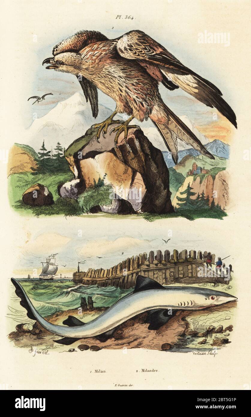 Red kite, Milvus milvus 1 and vulnerable school shark, Galeorhinus galeus 2. Milan, Milandre. Handcoloured steel engraving by du Casse after an illustration by Adolph Fries from Felix-Edouard Guerin-Meneville's Dictionnaire Pittoresque d'Histoire Naturelle (Picturesque Dictionary of Natural History), Paris, 1834-39. Stock Photo