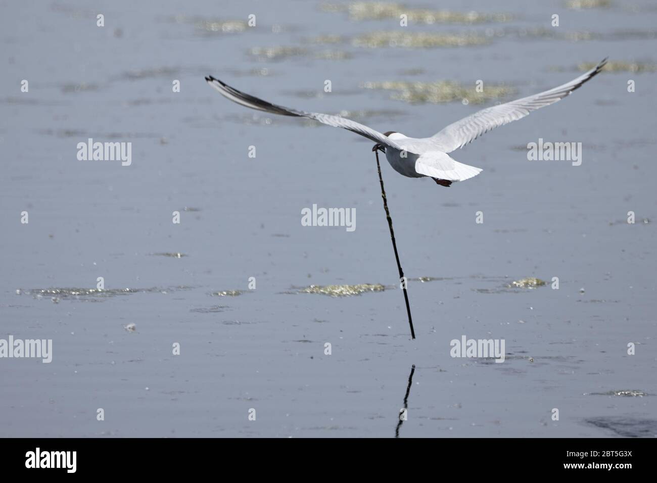 Black-headed gull (Chroicocephalus ridibundus) flies above water and carries a long stick for nest building in Waghäusel, Germany Stock Photo