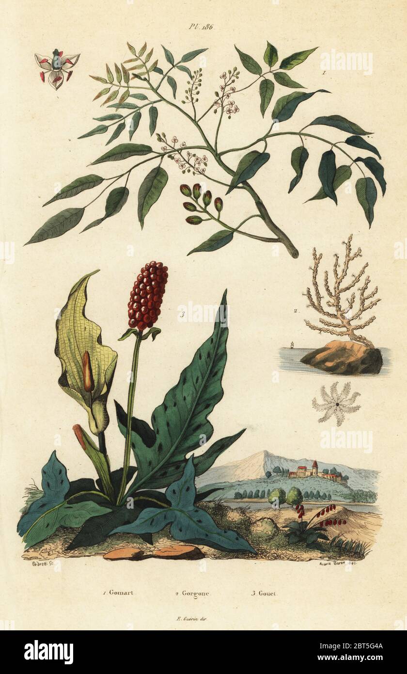 Gumbo-limbo, Bursera simaruba 1, broad sea fan coral or warty gorgonian, Eunicella verrucosa 2, and cuckoopint, Arum maculatum 3. Gomart, Gorgone, Gouet. Handcoloured steel engraving by Pedretti after an illustration by A. Carie Baron from Felix-Edouard Guerin-Meneville's Dictionnaire Pittoresque d'Histoire Naturelle (Picturesque Dictionary of Natural History), Paris, 1834-39. Stock Photo