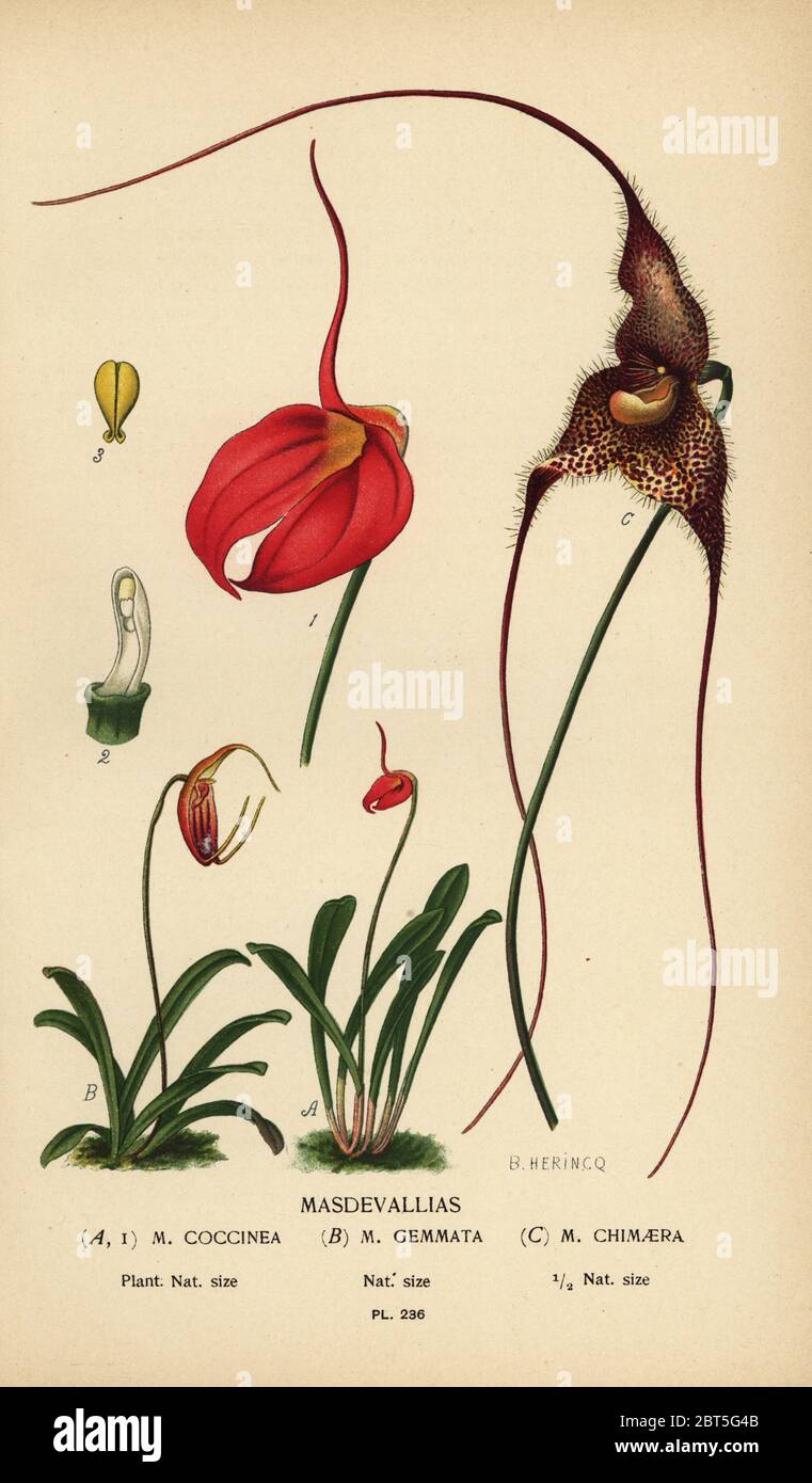 Orchids: Masdevallia coccinea, Trisetella gemmata and Dracula chimaera.  Chromolithograph from an illustration by B. Herincq from Edward Steps  Favourite Flowers of Garden and Greenhouse, Frederick Warne, London, 1896  Stock Photo - Alamy, image size:761x1390
