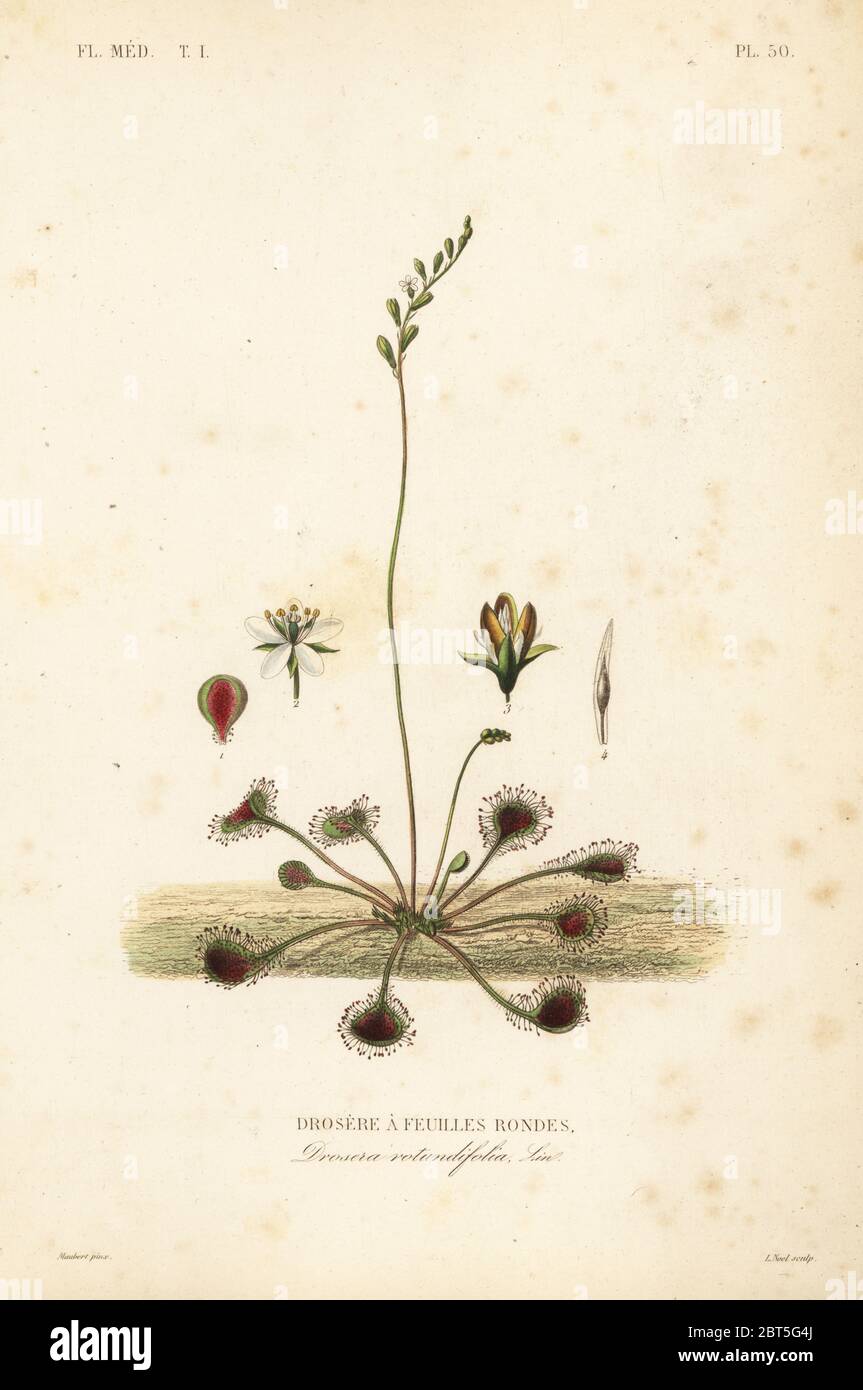 Round-leaved sundew or common sundew, Drosera rotundifolia, Droserie a feuilles rondes.Handcoloured steel engraving by Alphonse-Leon Noel after a botanical illustration by Edouard Maubert from Pierre Oscar Reveil, A. Dupuis, Fr. Gerard and Francois Herincqs La Regne Vegetal: Flore Medicale, L. Guerin, Paris, 1864-1871. Stock Photo