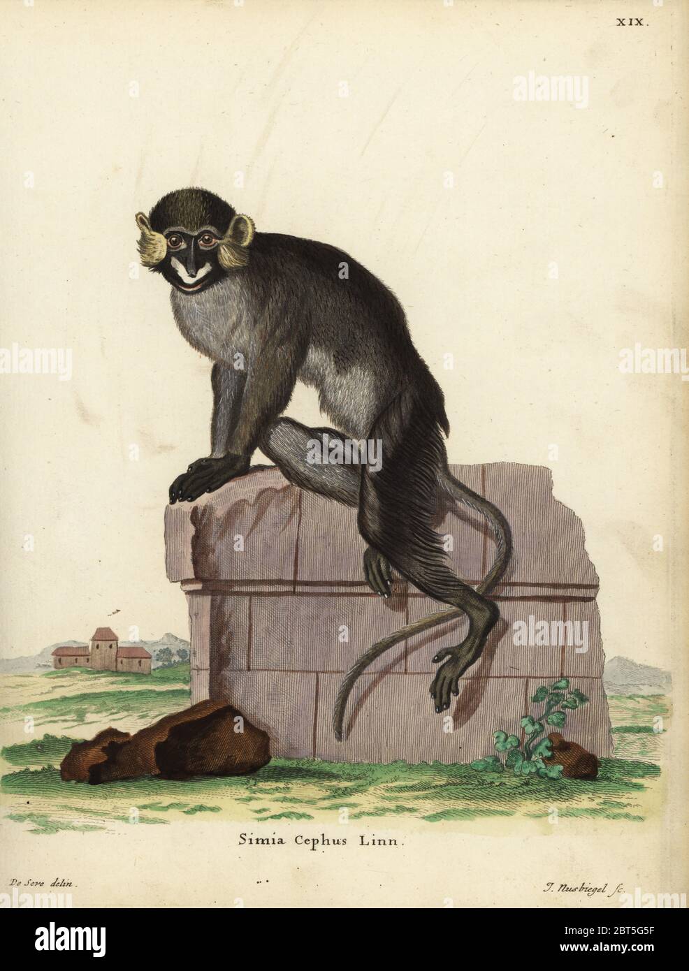 Moustached guenon or moustached monkey, Cercopithecus cephus. Simia cephus Linn. Handcoloured copperplate engraving by Johann Nussbiegel after an illustration by Jacques de Seve from Johann Christian Daniel Schreber's Animal Illustrations after Nature, or Schreber's Fantastic Animals, Erlangen, Germany, 1775. Stock Photo