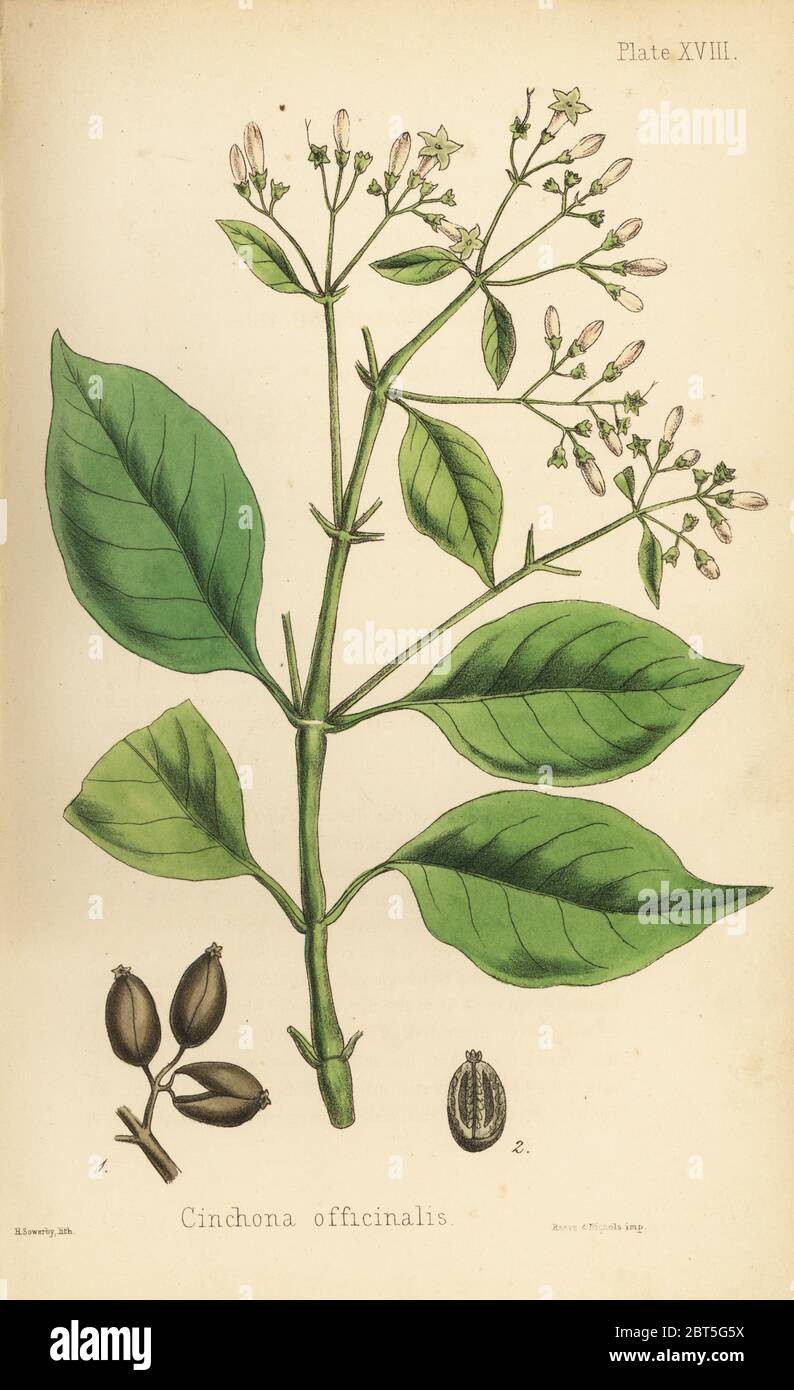 Peruvian bark tree or quinine tree, Cinchona officinalis. Handcoloured
