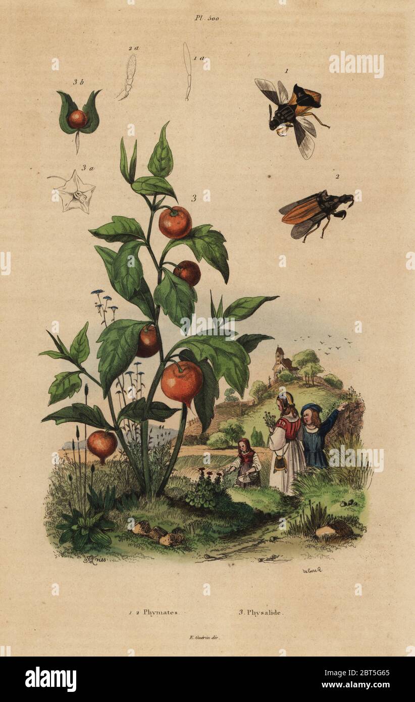 Ambush bug, Macrocephalus cimicoides 1,2, and bladder cherry or Chinese lantern plant, Physalis alkekengi 3. Phymates, Physalide. Handcoloured steel engraving by du Casse after an illustration by Adolph Fries from Felix-Edouard Guerin-Meneville's Dictionnaire Pittoresque d'Histoire Naturelle (Picturesque Dictionary of Natural History), Paris, 1834-39. Stock Photo