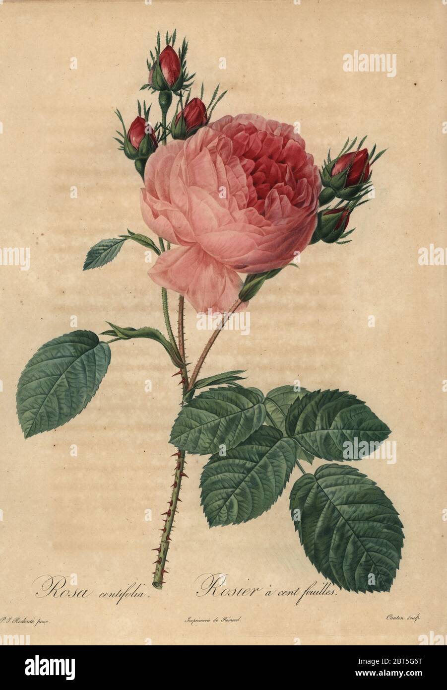 Pink cabbage rose or Provence rose, Rosa centifolia, Rosier a cent feuilles. Stipple copperplate engraving by Couten handcoloured a la poupee after a botanical illustration by Pierre-Joseph Redoute from the first folio edition of Les Roses, Firmin Didot, Paris, 1817. Stock Photo