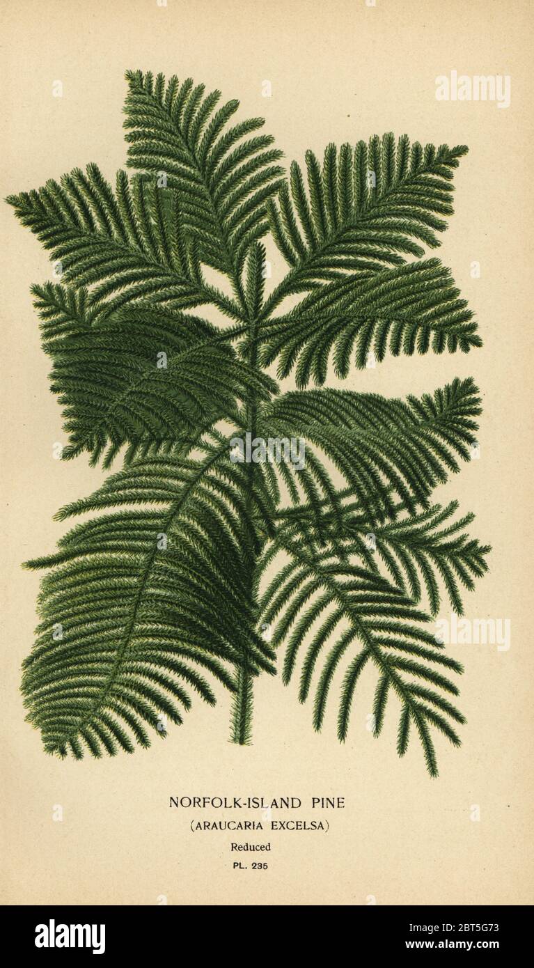 Cook pine, Araucaria columnaris. (Norfolk Island pine, Araucaria excelsa). Chromolithograph from an illustration by Desire Bois from Edward Steps Favourite Flowers of Garden and Greenhouse, Frederick Warne, London, 1896. Stock Photo